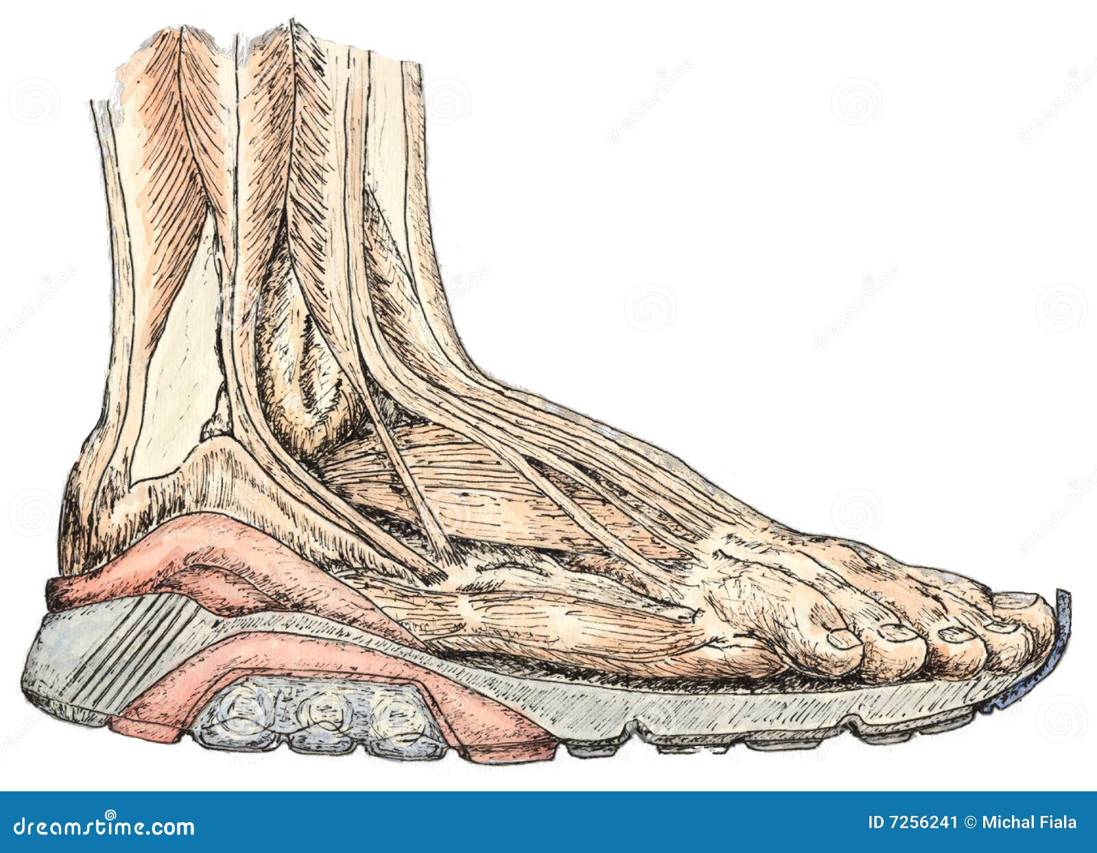 Anatomie de pied illustration stock. Illustration du orteil - 7256241