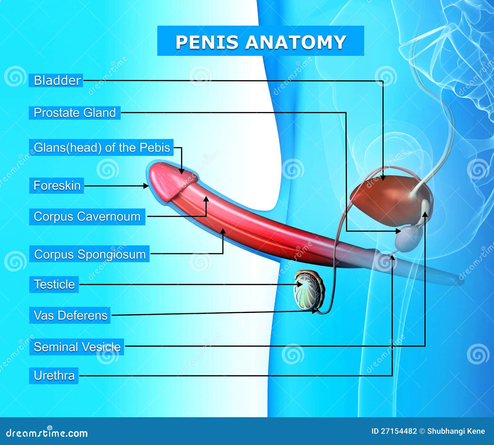 Anatomie De Pénis D'isolement Dans Le Bleu Illustration Stock