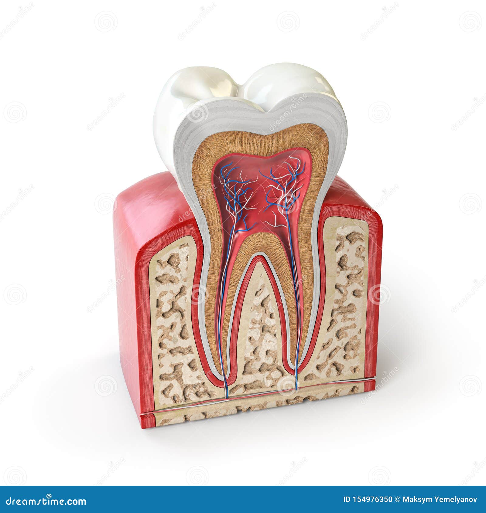 Mike Dental Tête de mort réaliste 1:1 - Modèle humain - Taille réelle -  Anatomique - Pour l'enseignement médical : : Commerce, Industrie  et Science