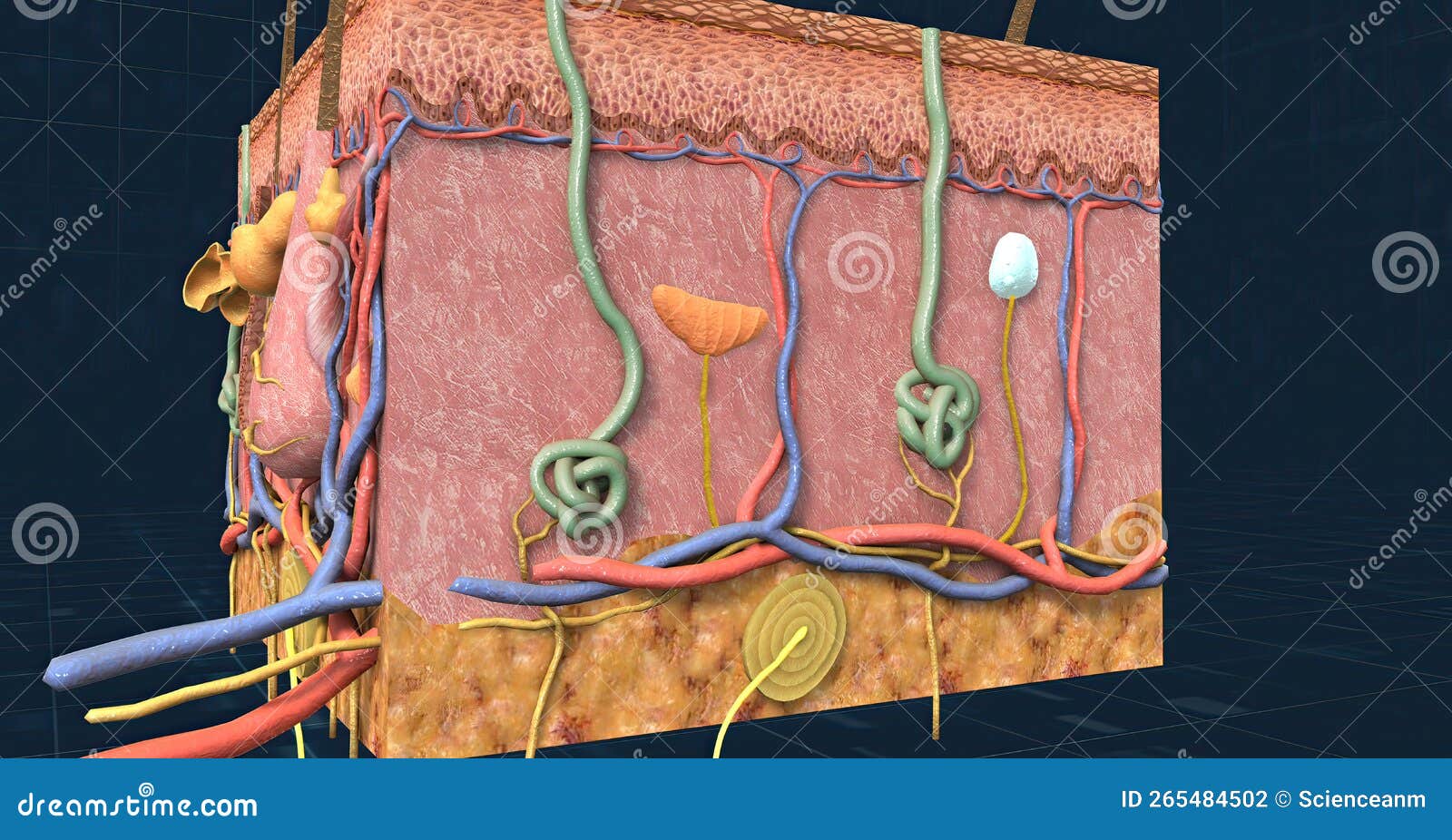 Anatomie Der Haut Mit Der Epidermis-Dermis Und Dem Subkutanen Gewebe ...