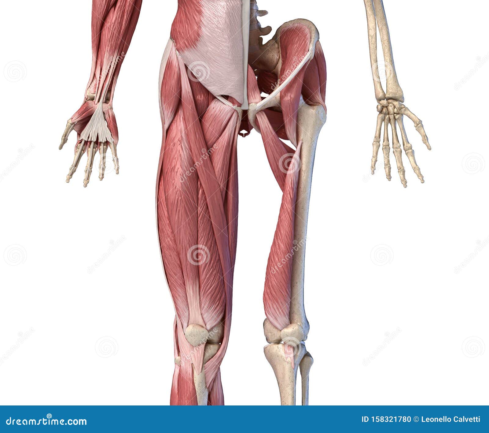 Anatomie Der Mannlichen Leber Gliedmassen Muskel Und Skelettsysteme Der Hufte Frontansicht Stock Abbildung Illustration Von Hufte Skelettsysteme
