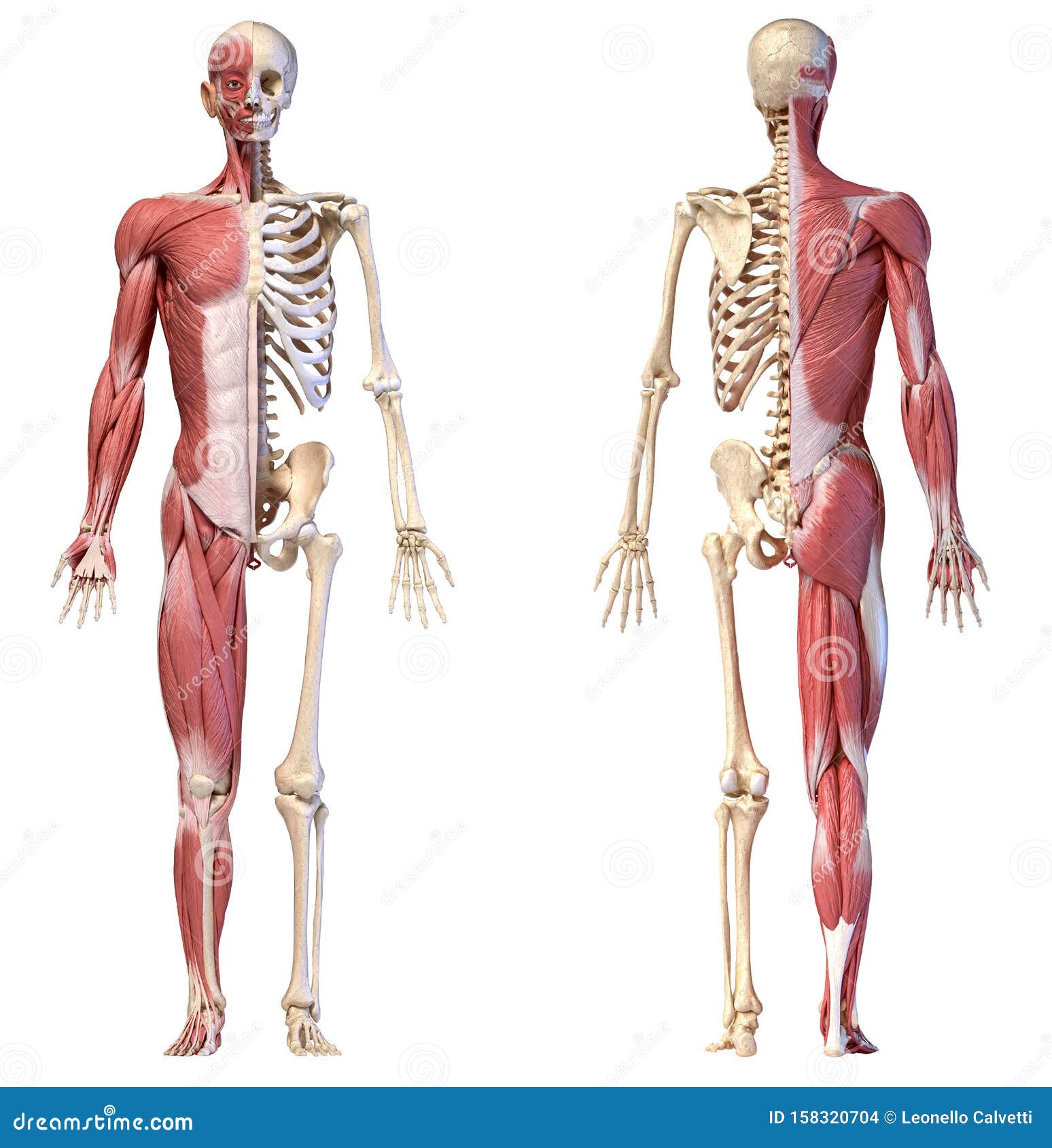 Anatomie Der Muskel Und Skelettmuskulatur Des Menschen Vorder Und Hinterblicke Stock Abbildung Illustration Von Muskel Anatomie