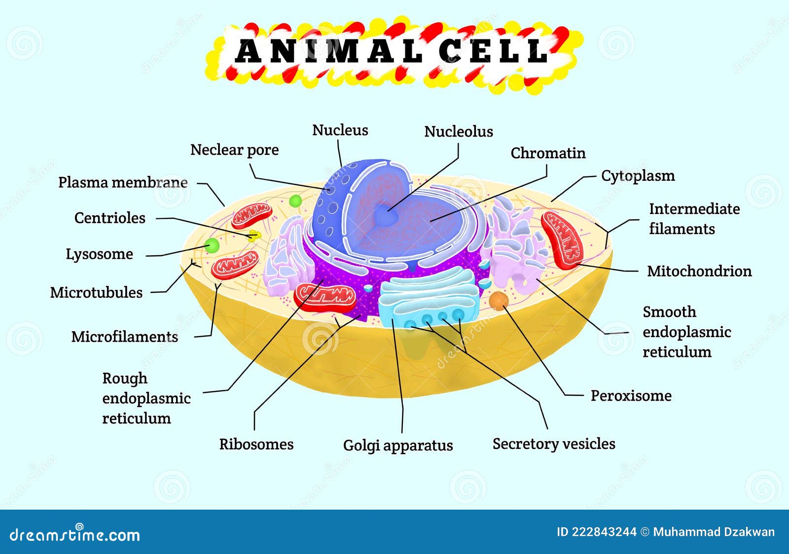Anatomie Der Tierischen Zelle Stock Abbildung Illustration von