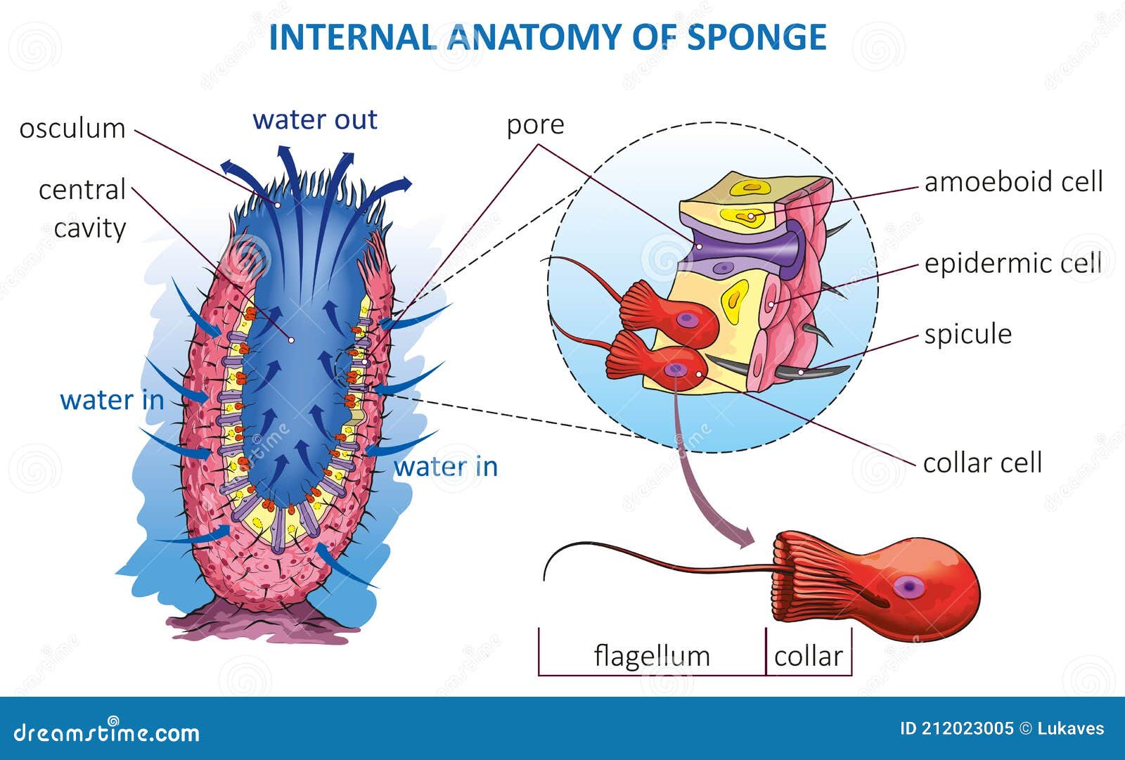 Éponges : classification, anatomie et fonctionnement