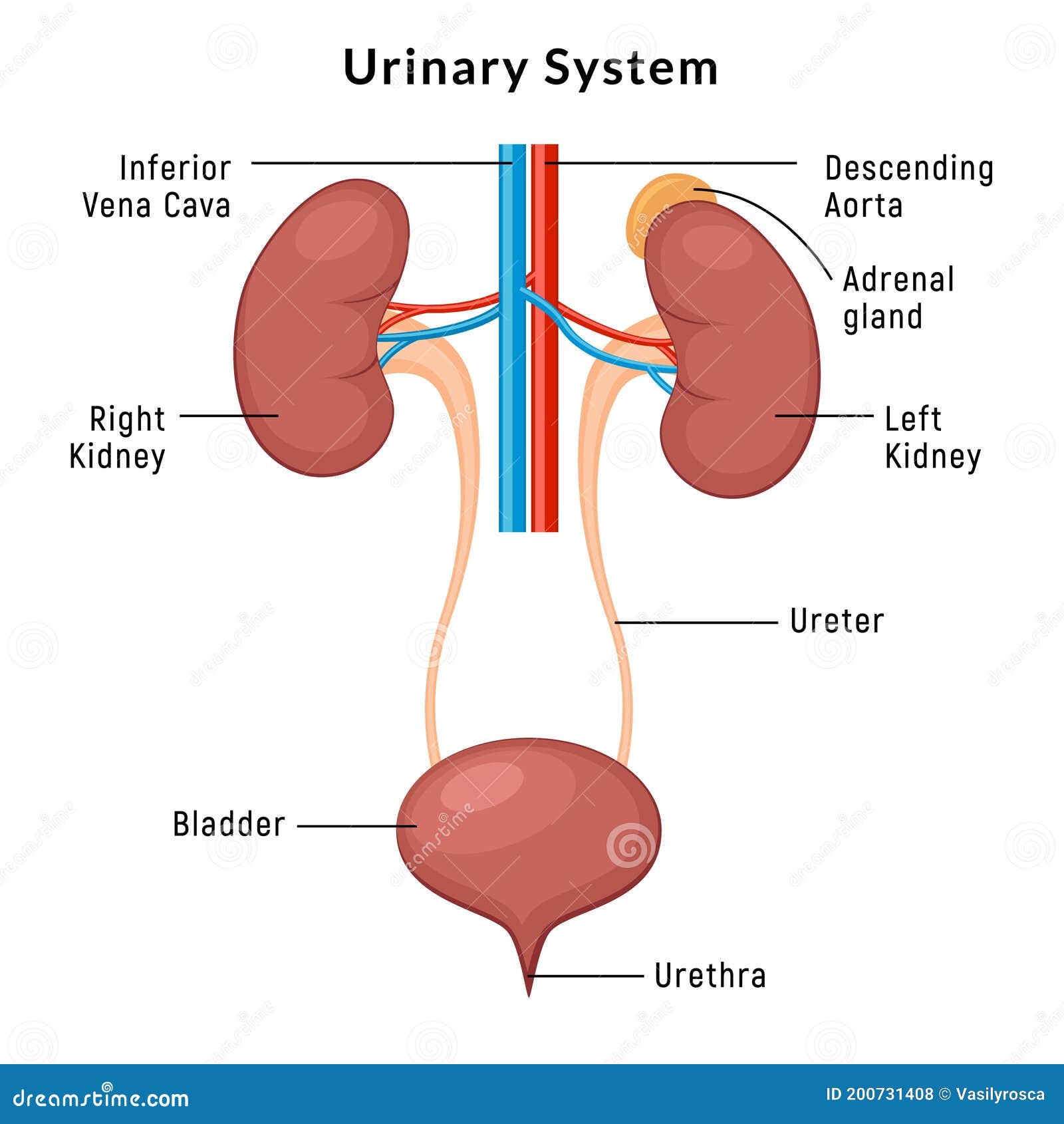 Anatomie Des Voies Urinaires Uti D Infection De La Biologie D Incontinence Graphique Vectoriel