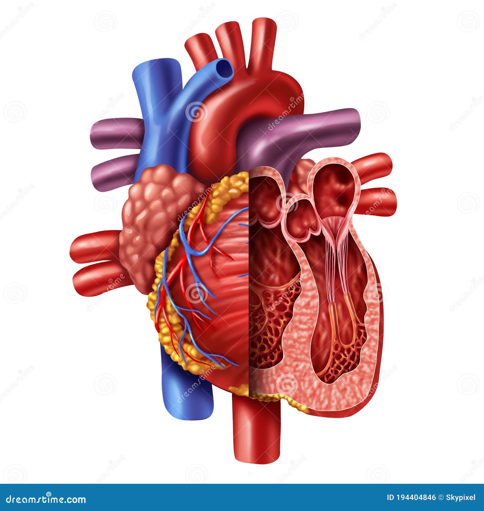 Anatomie du coeur illustration stock. Illustration du arrestation