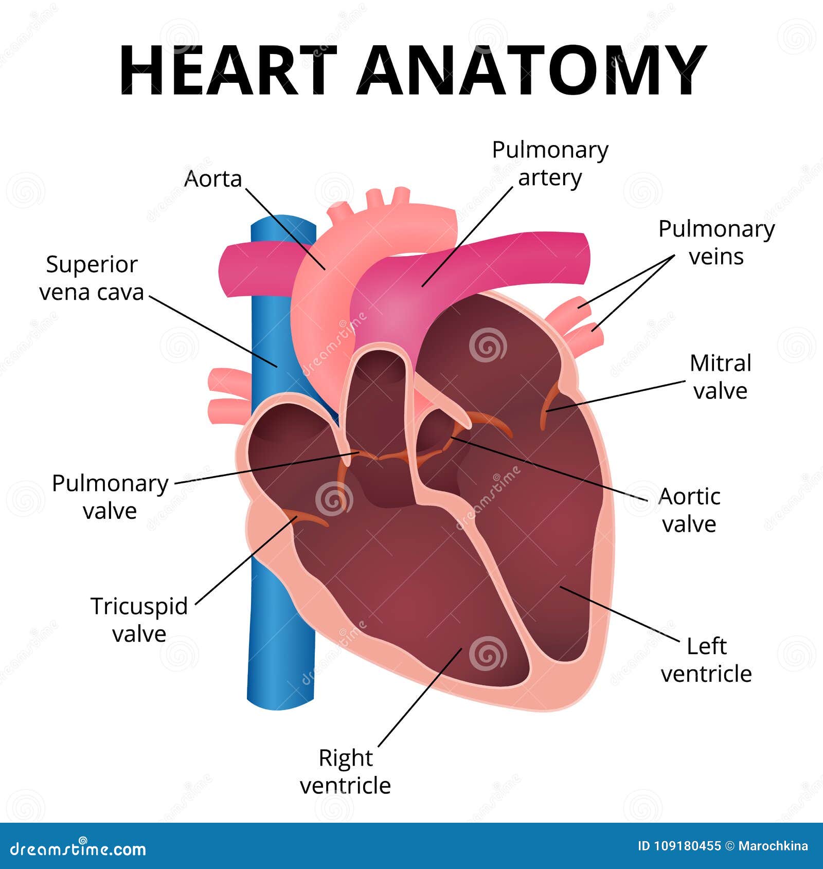 Schéma Du Coeur Anatomie Du Corps Humain Anatomie Du Corps Anatomie ...