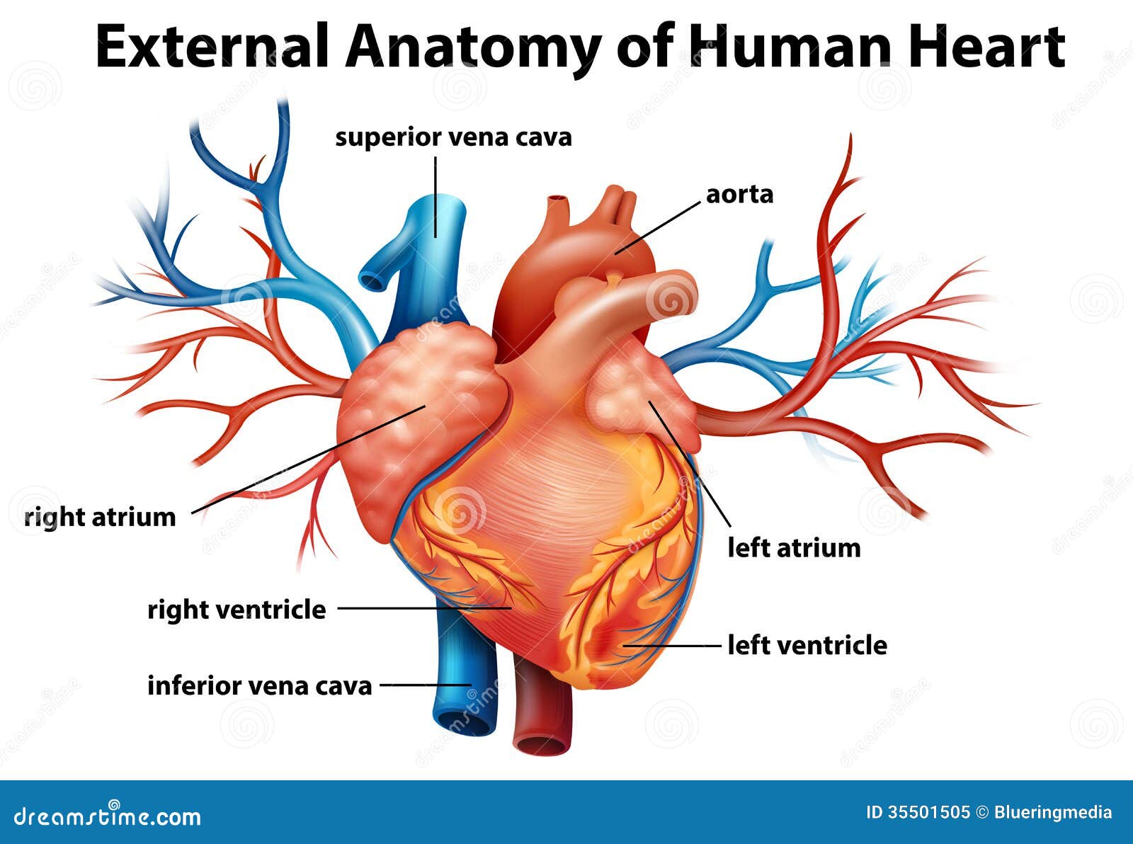 Anatomie Du Coeur