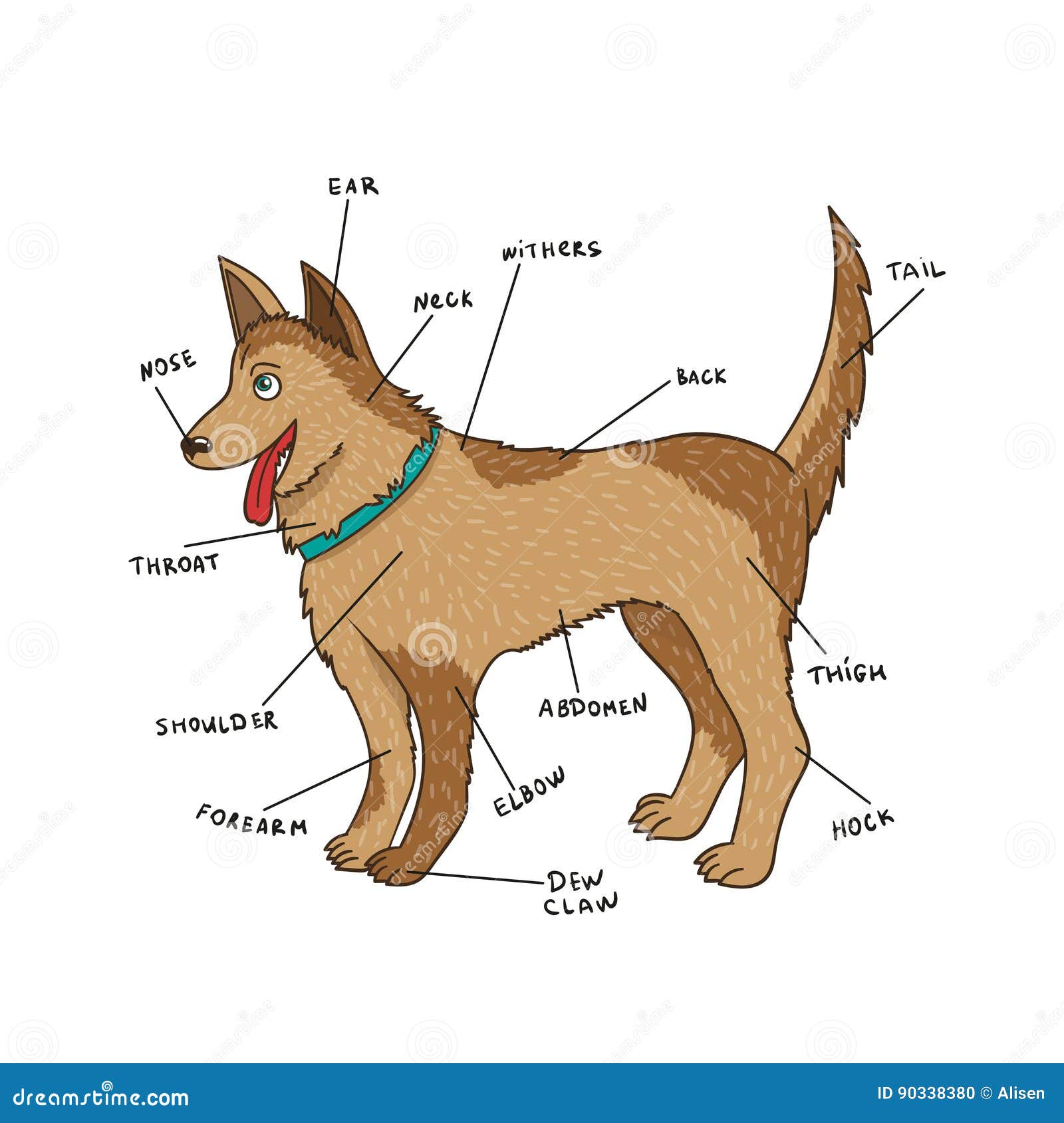 Anatomie Externe De Chien Pièces De Chiot Sur L'anglais Illustration de