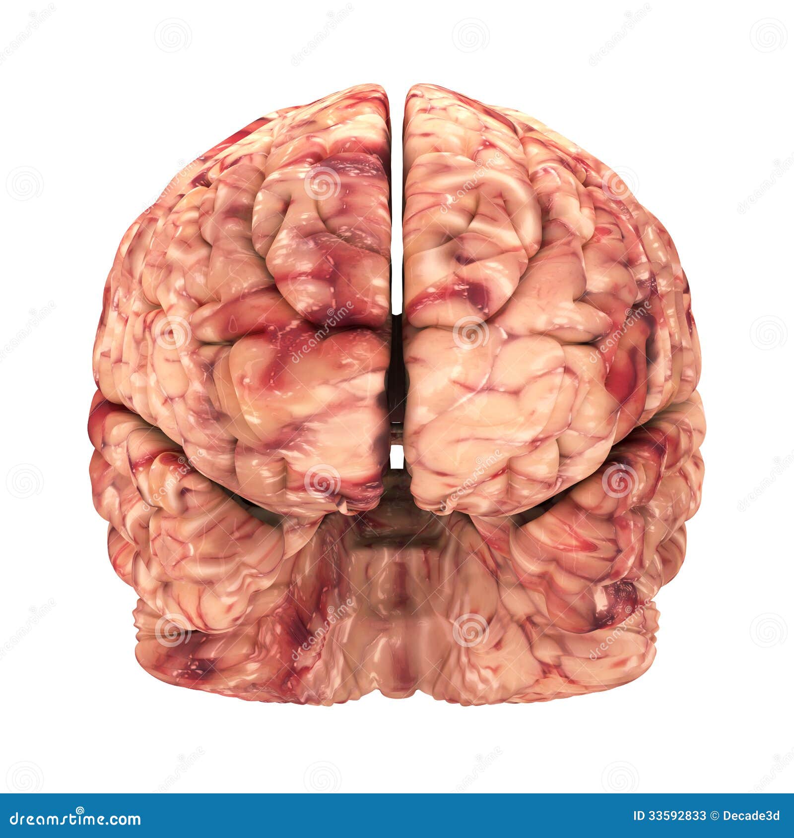 download software arteries du cerveau pdf to jpg
