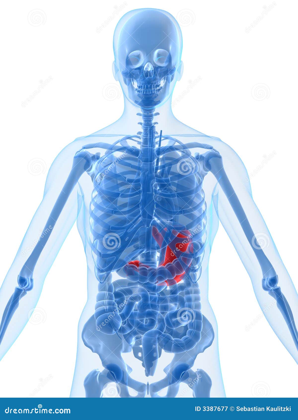 Anatomie Humaine Avec L'estomac Illustration Stock Illustration du