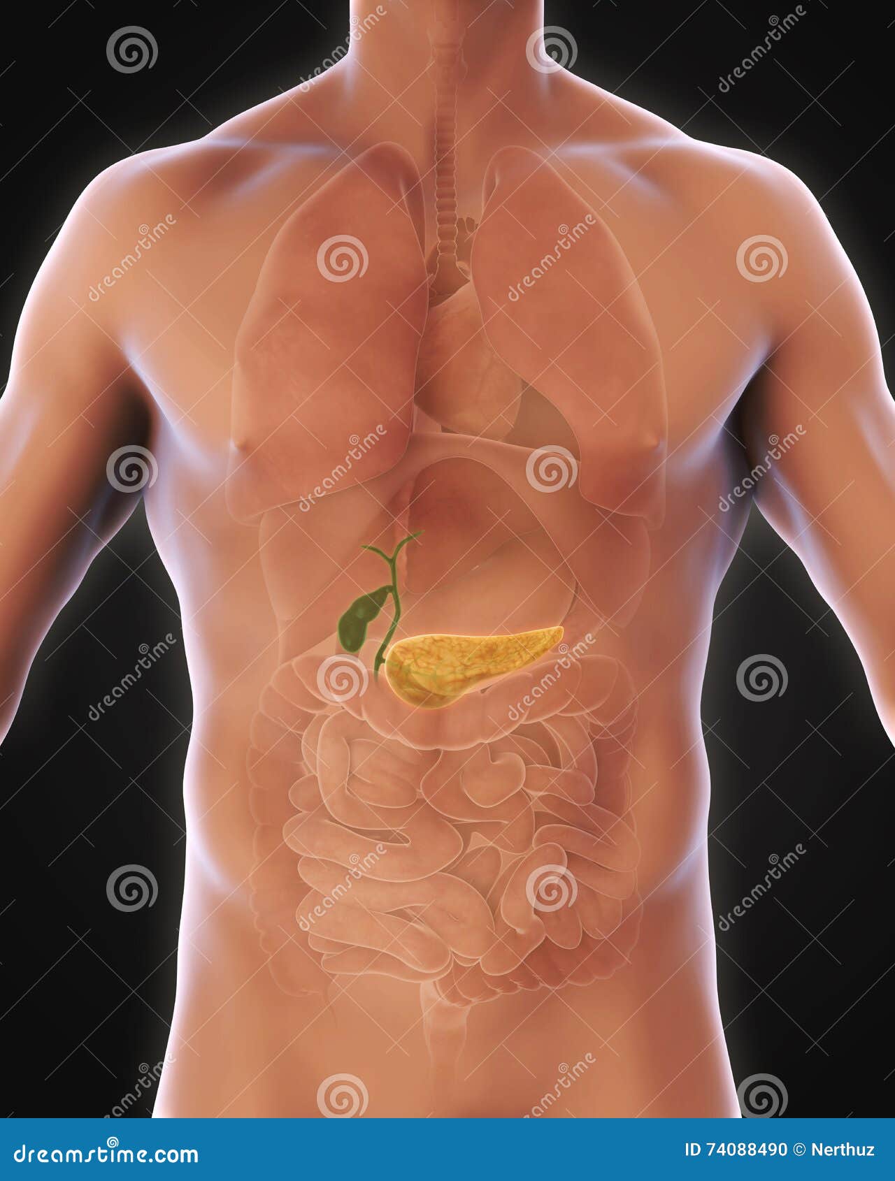 Anatomie Humaine De Vésicule Biliaire Et De Pancréas Illustration Stock -  Illustration du diagnostique, biologie: 74088490