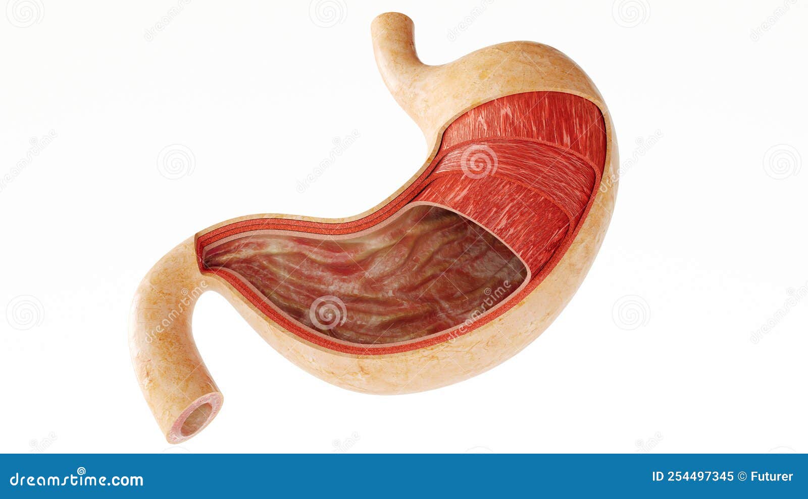 Anatomie Interne De L'estomac Humain Rendu 3d Illustration Stock Illustration du sphincter