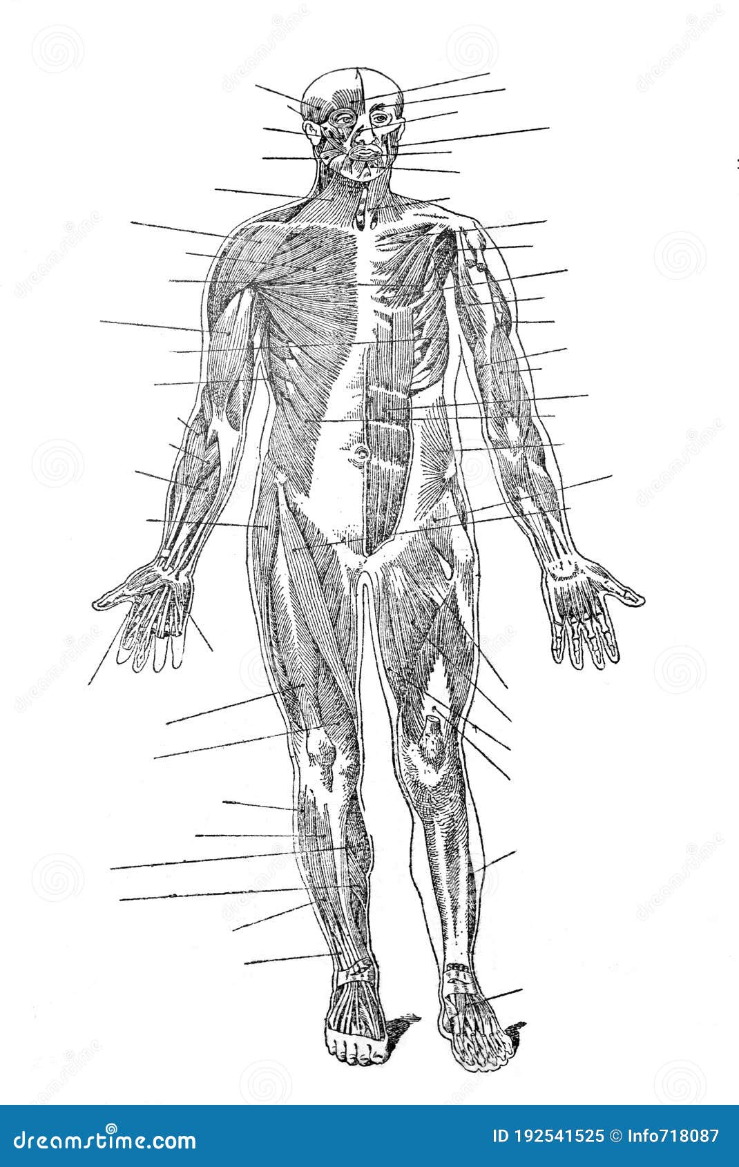 corps humain - LAROUSSE
