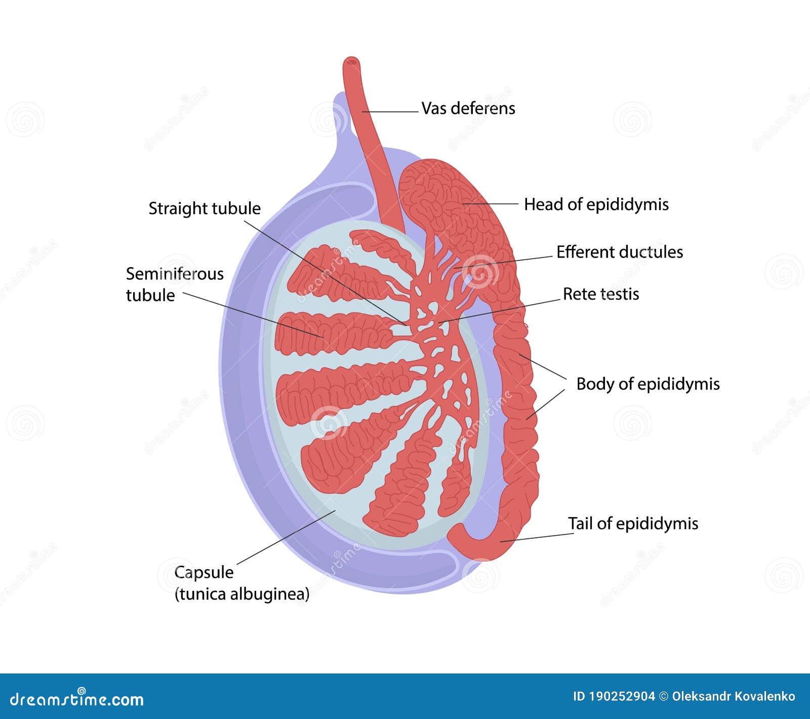 Anatomie Testiculaire Structur De Testicule Illustration De Vecteur Illustration Du