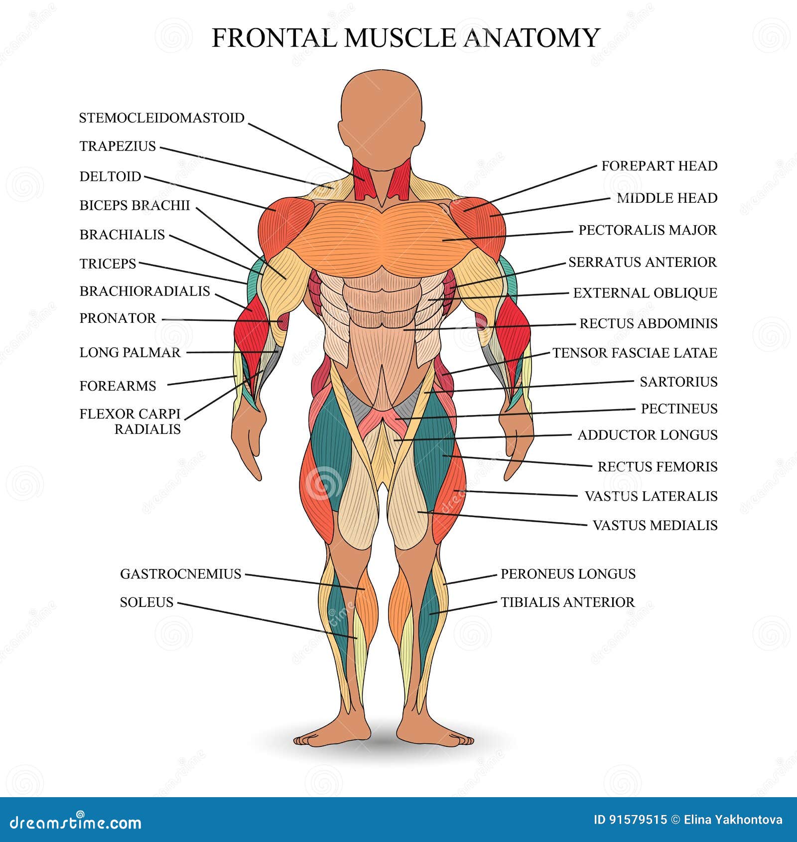 Anatomie Von Menschlichen Muskeln In Der Front Eine Schablone Fur Medizinisches Tutorium Fahne Vektorillustration Vektor Abbildung Illustration Von Schablone Vektorillustration