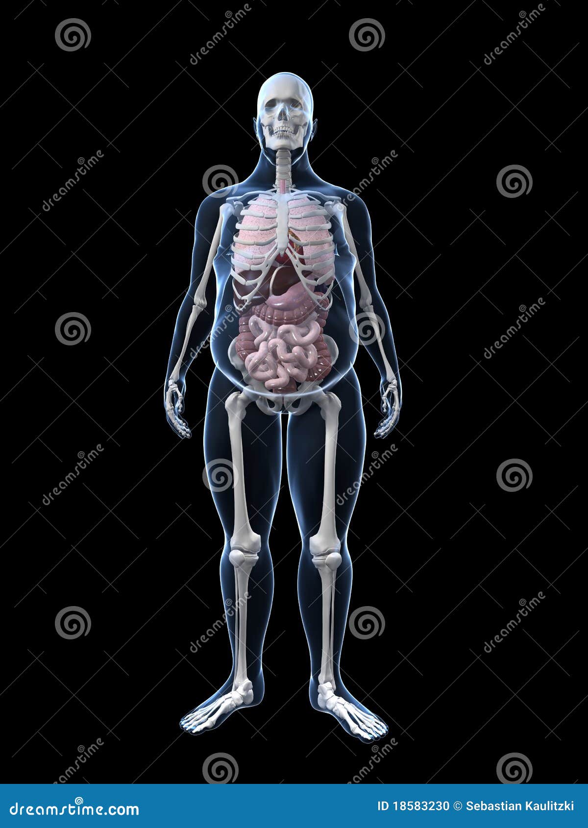 Anatomii mężczyzna nadwaga. 3d ciała ilustracyjna męska organów nadwaga odpłacał się trancperency