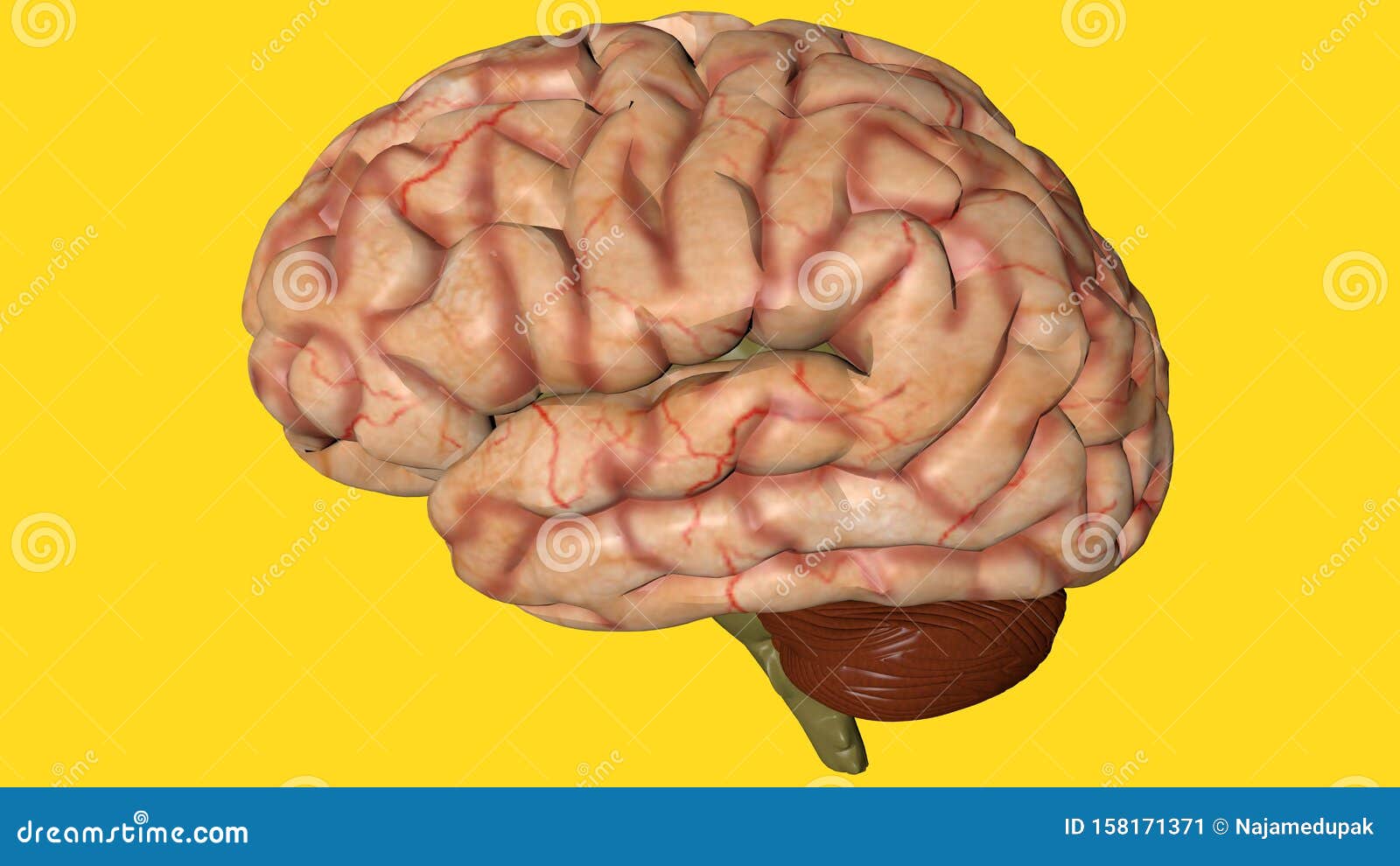 Anatomisches Modell des menschlichen menschlichen Gehirns Anatomie in 