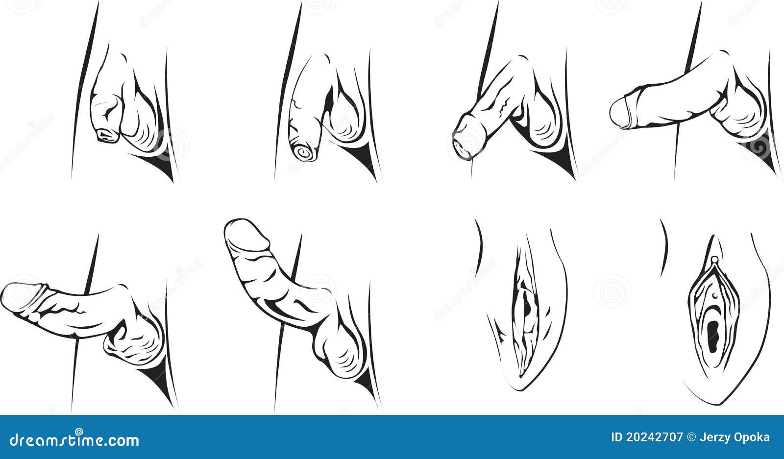 Male penis and female vagina at different stages of arousal.