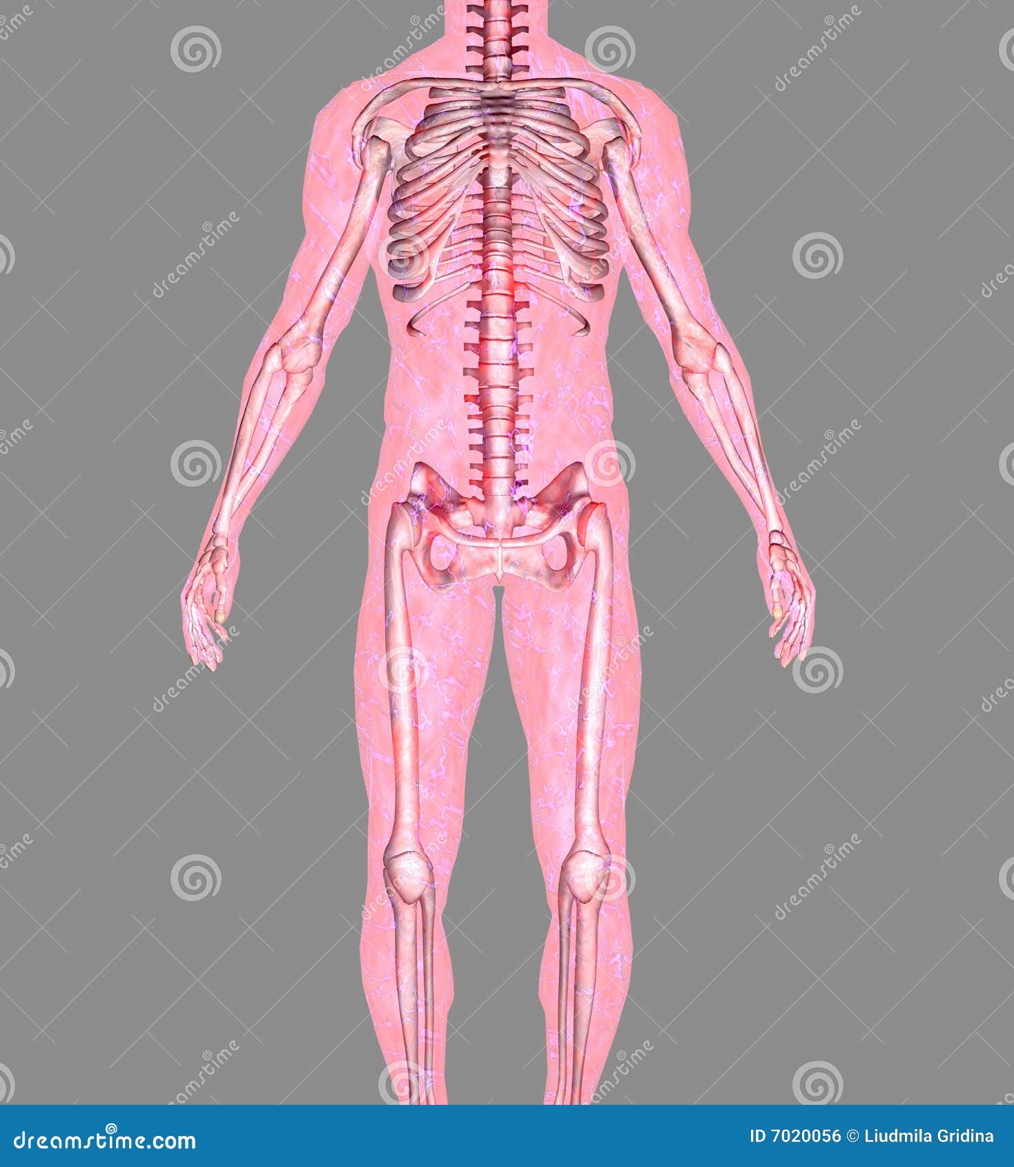 Anatomy Picture. Image: 7020056