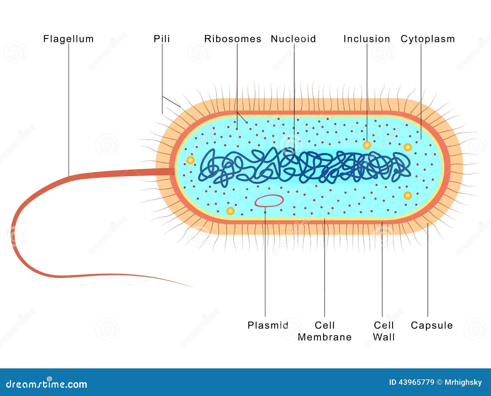 Anatomy of Bacteria stock vector. Illustration of anatomy - 43965779