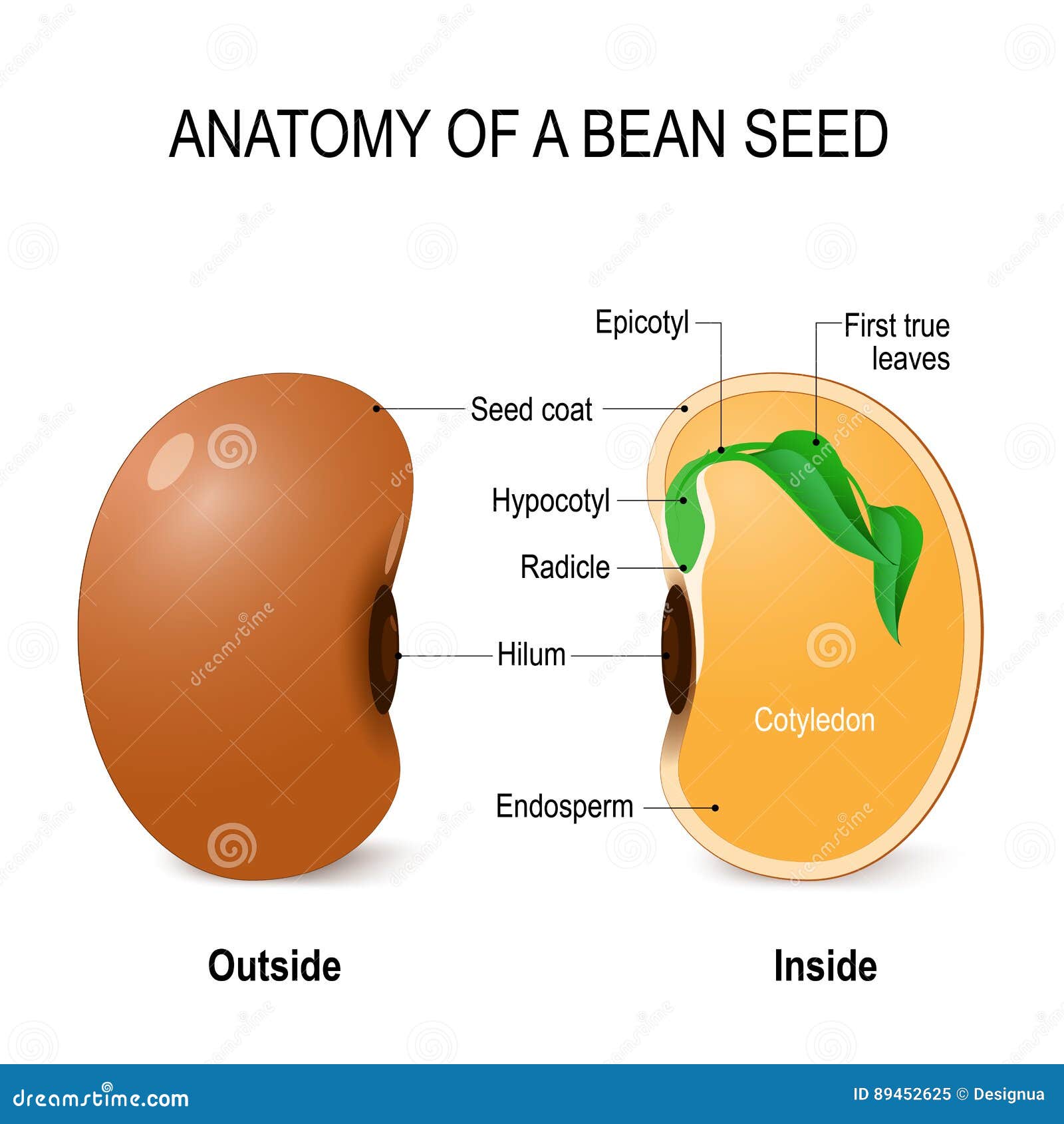 Anatomy Of A Bean Seed  Stock Vector  Illustration Of Leaf