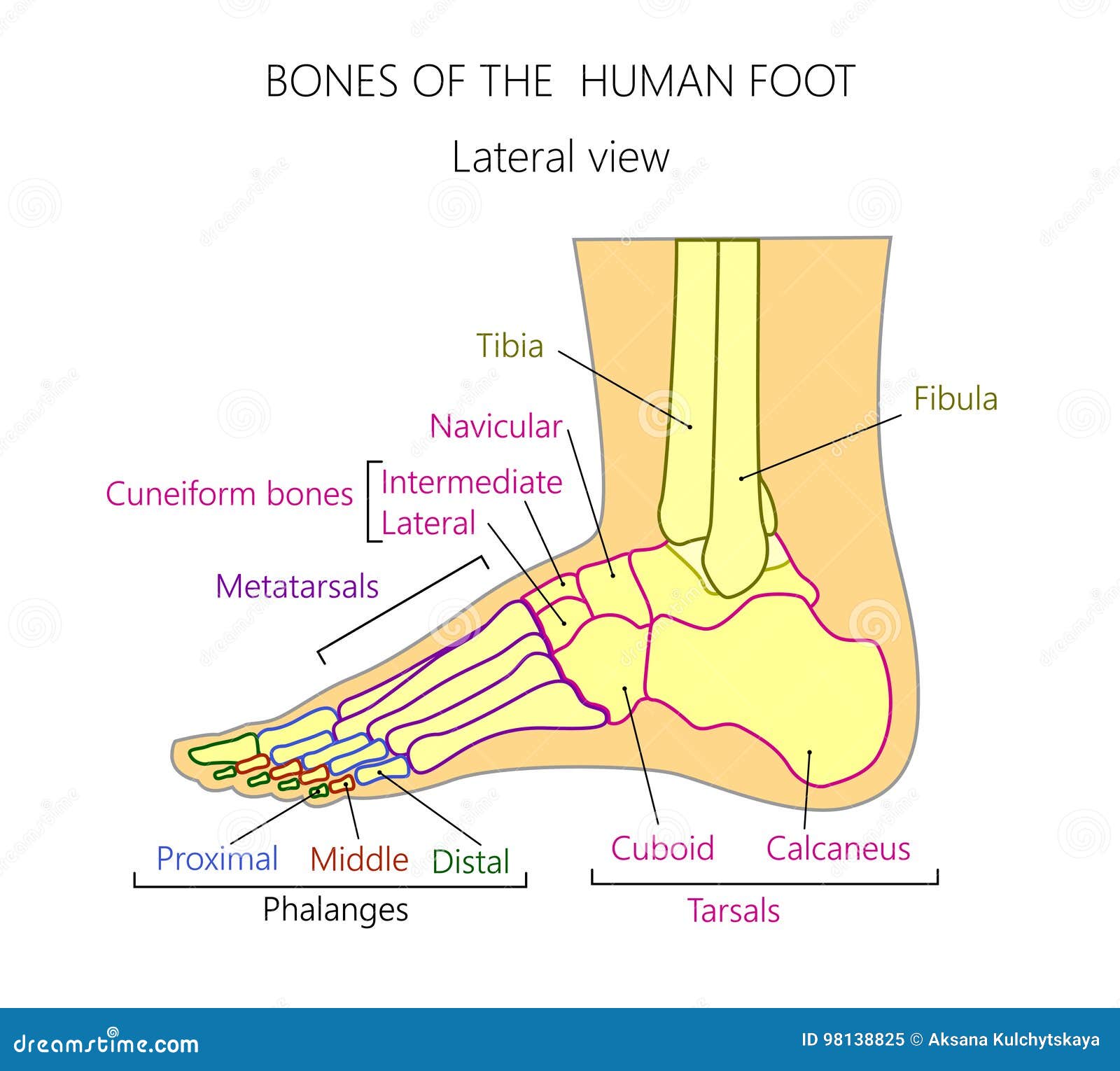 Anatomy_bones of the Human Foot Lateral View Stock Vector ...
