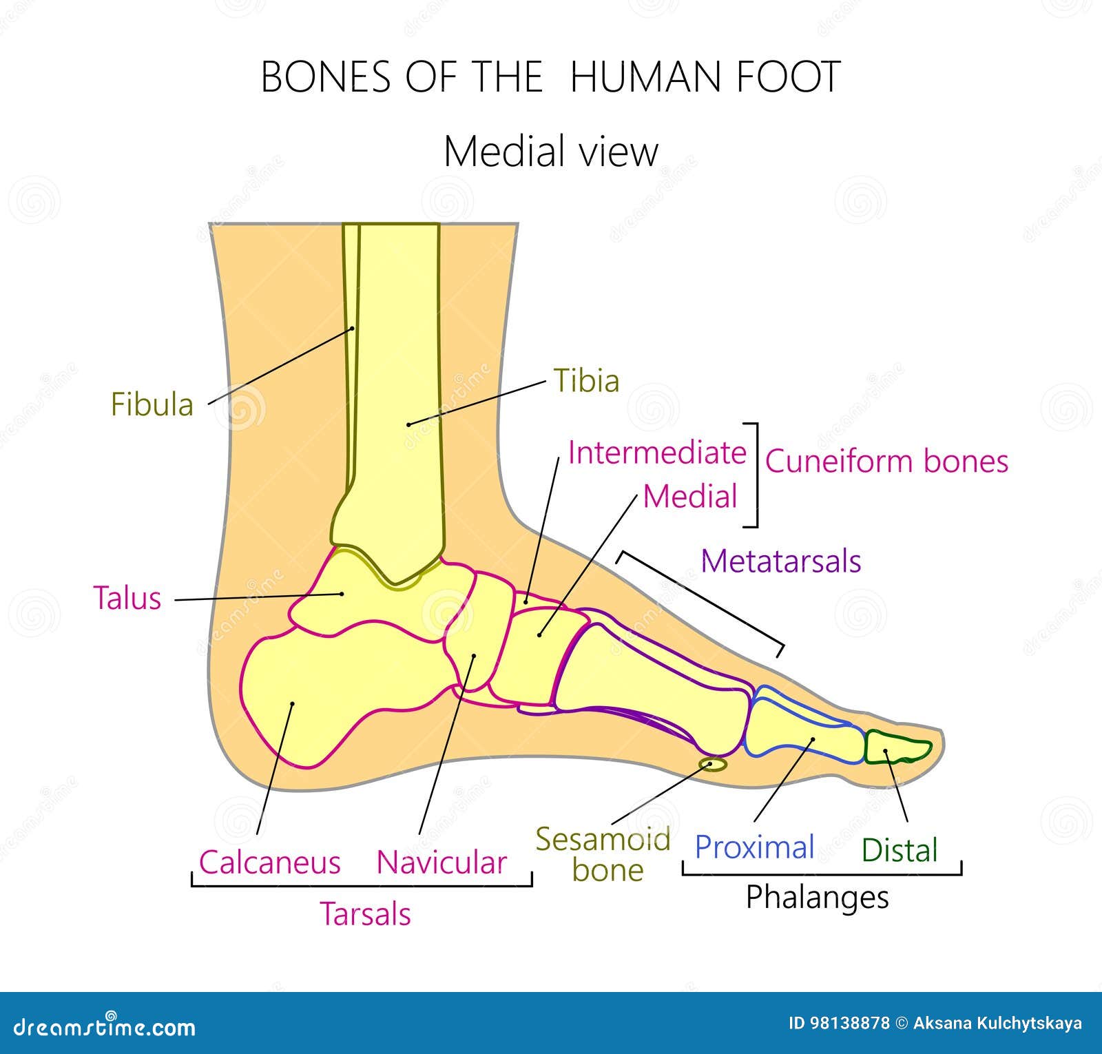 Anatomy_bones of the Human Foot Medial View Stock Vector - Illustration ...