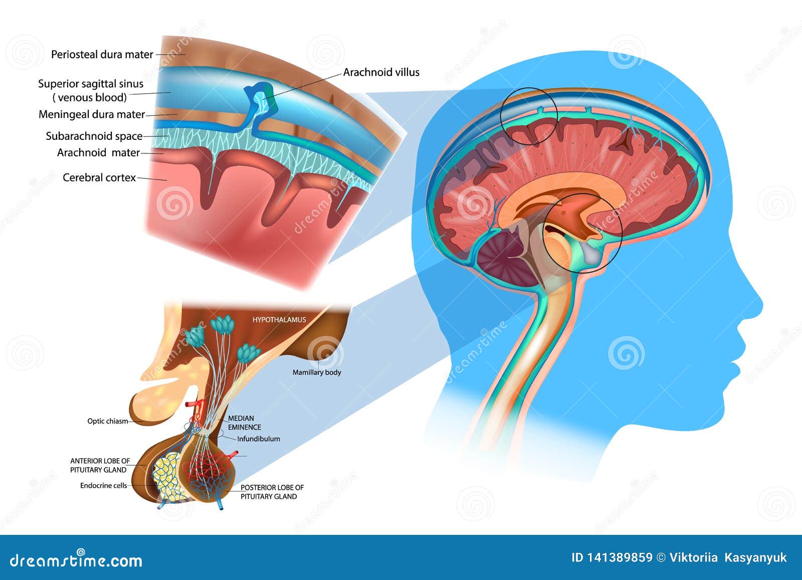 anatomy of the brain: meninges, hypothalamus and anterior pituitary.