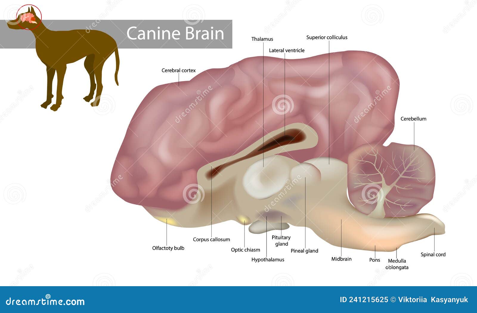 anatomy of the canine brain. dog veterinary 