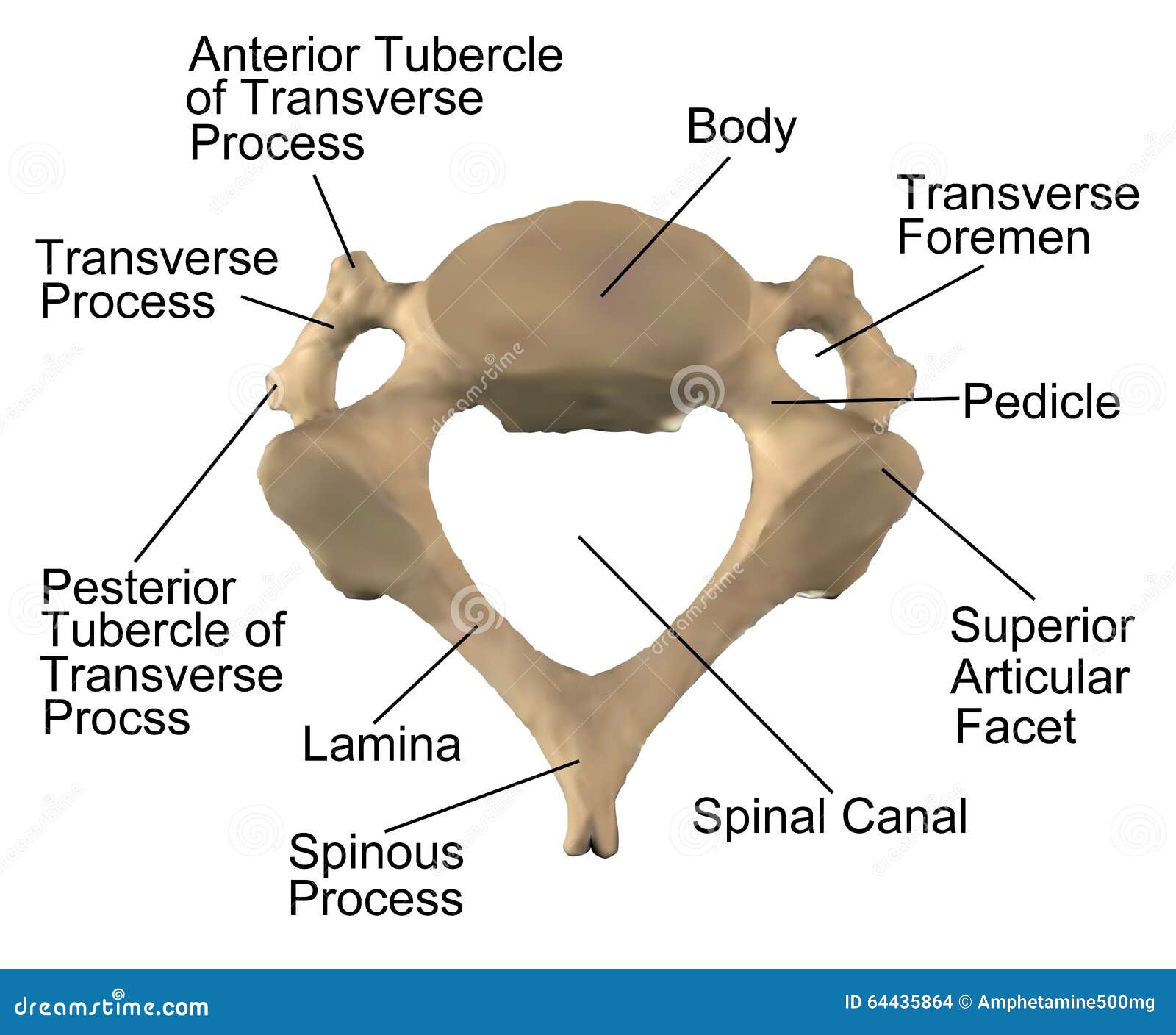 Anatomy Of Cervical Lymph Nodes Vector Illustration | CartoonDealer.com
