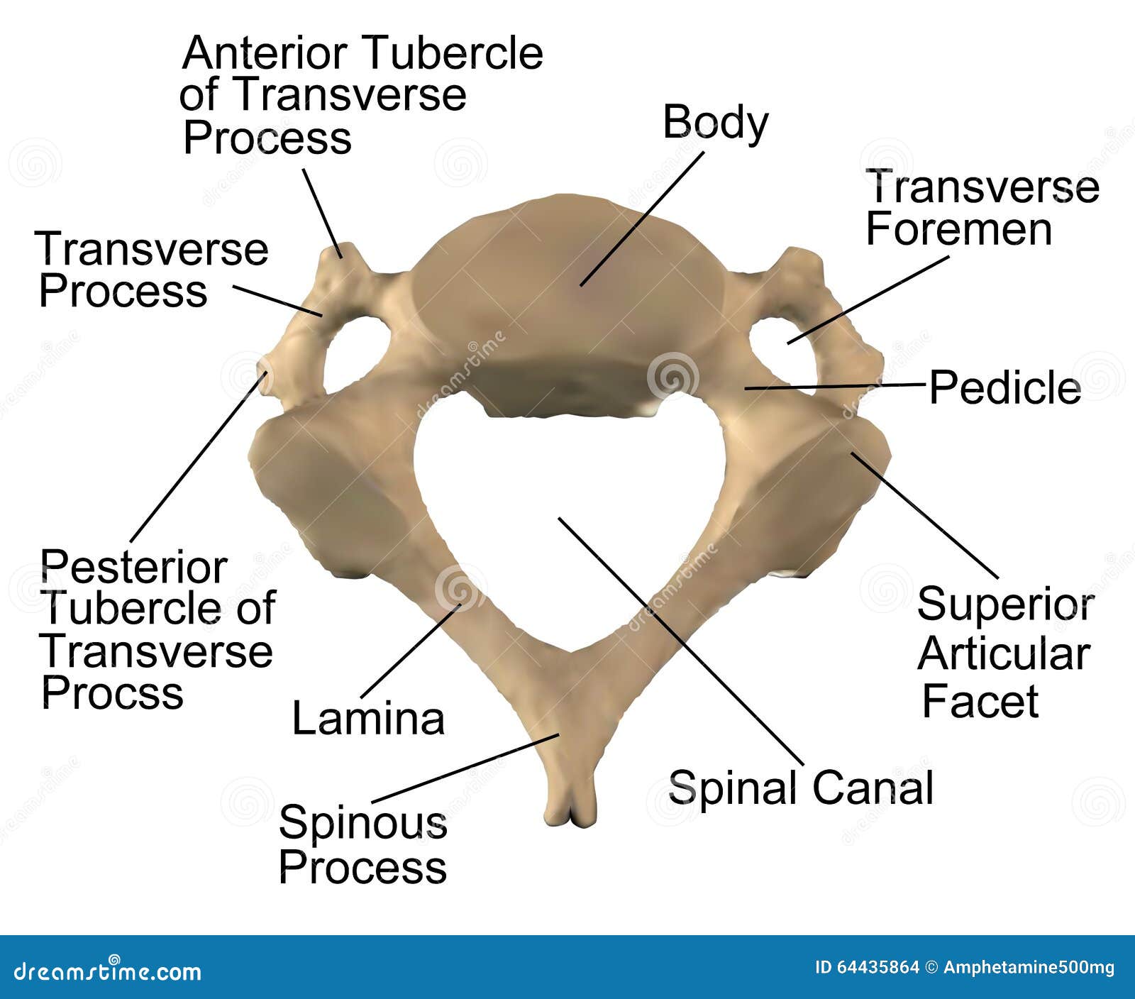 Cervical Spine Diagram