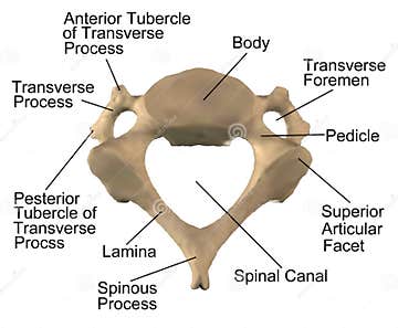 The Anatomy of the Cervical Spine C4 Stock Illustration - Illustration ...