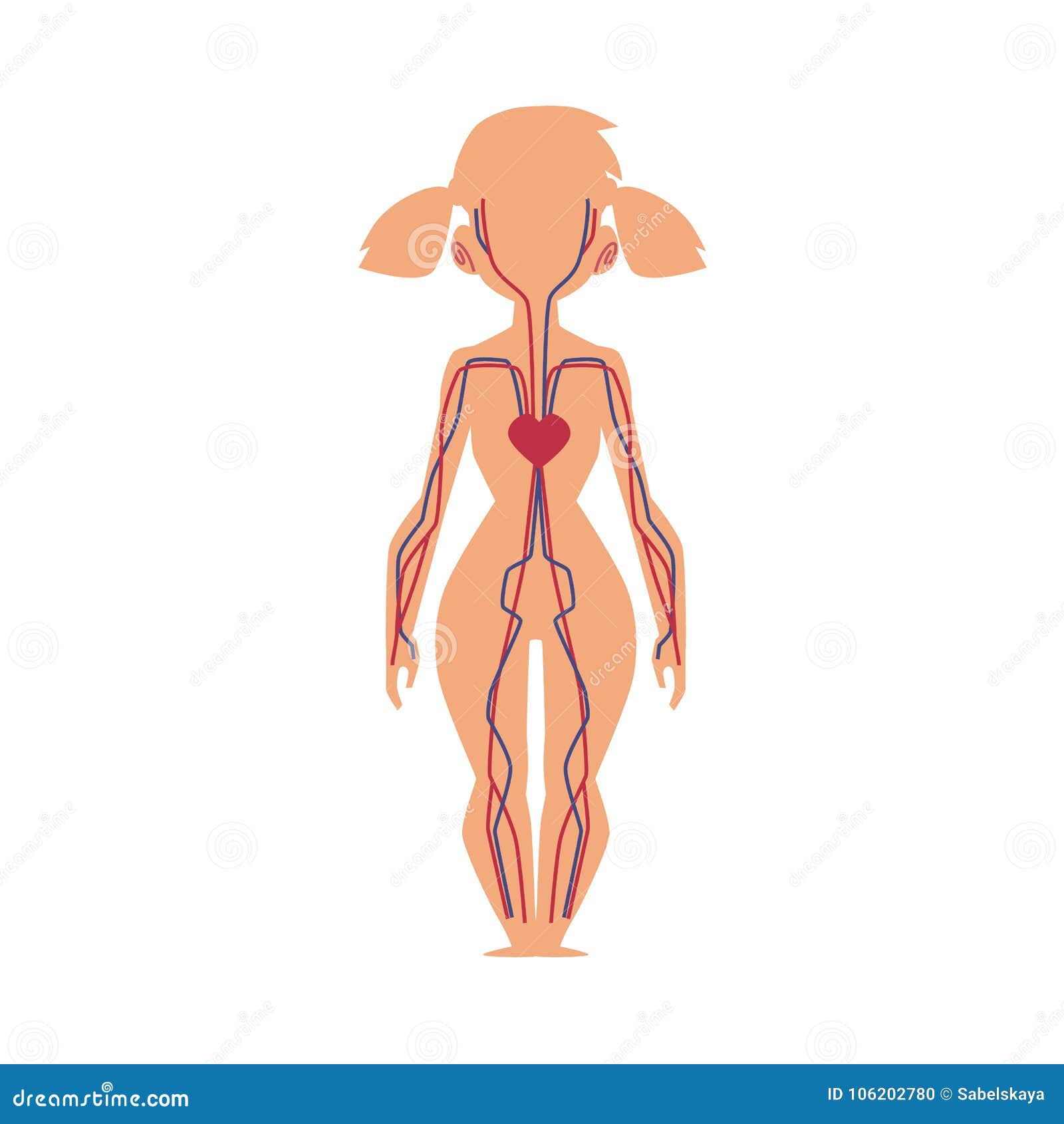 Anatomy Chart of Human Blood System, Female Body Stock Vector -  Illustration of heart, female: 106202780