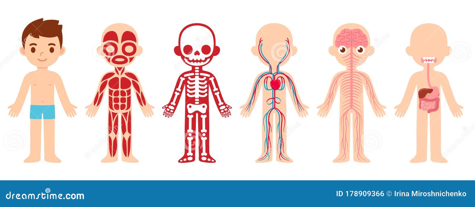 Body Anatomy For Kids Vector Illustration | CartoonDealer.com #61441358