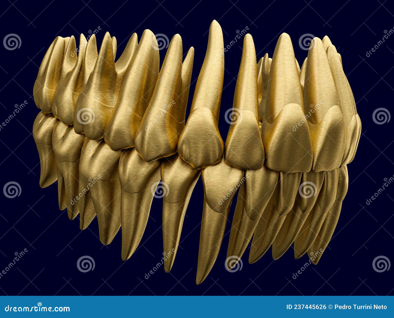 Anatomy Correct Occluded Dental Arch Made of Gold or Brushed Gilt Metal ... Biology Diagrams
