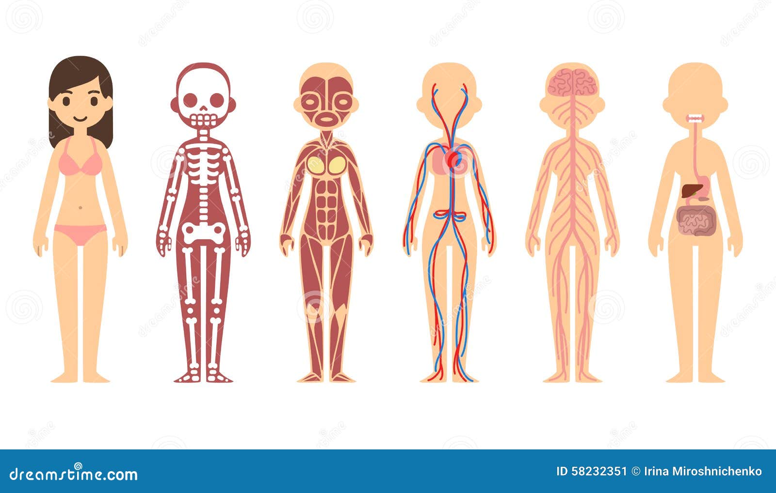 Anatomy diagram stock vector. Image of infographic, chart - 58232351