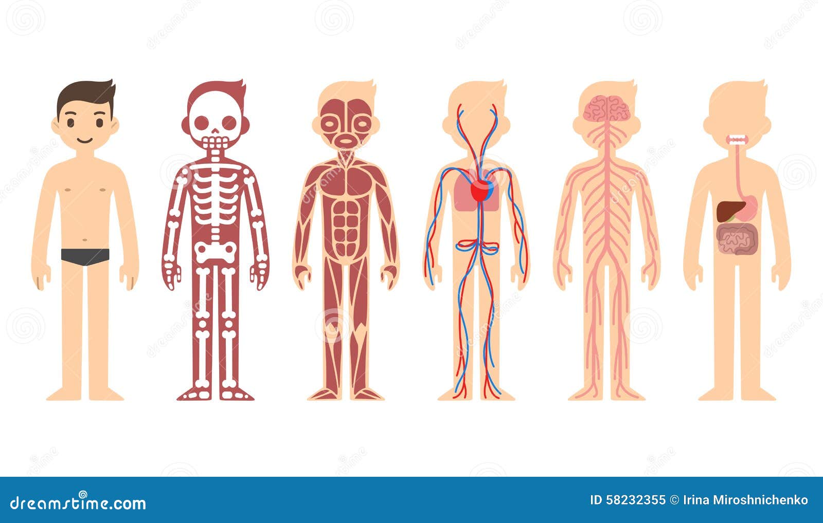 Female Muscular System Chart