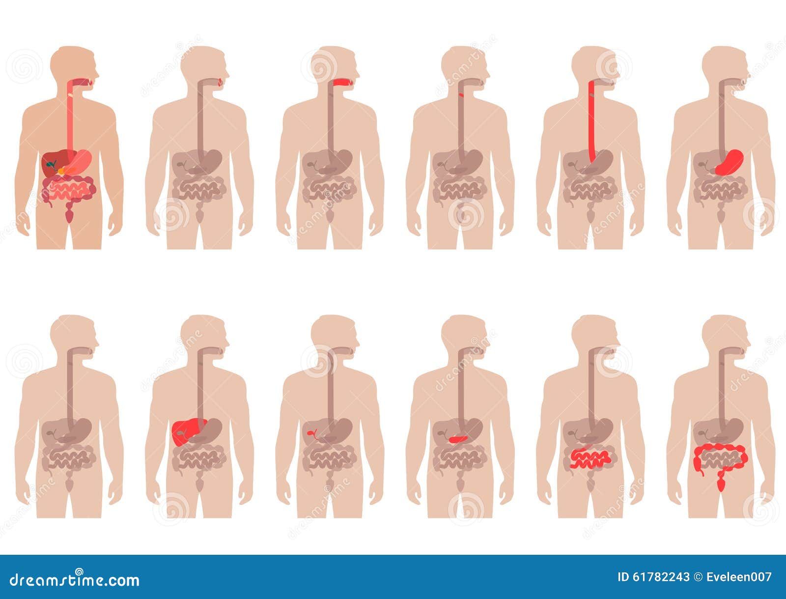 anatomy digestive system