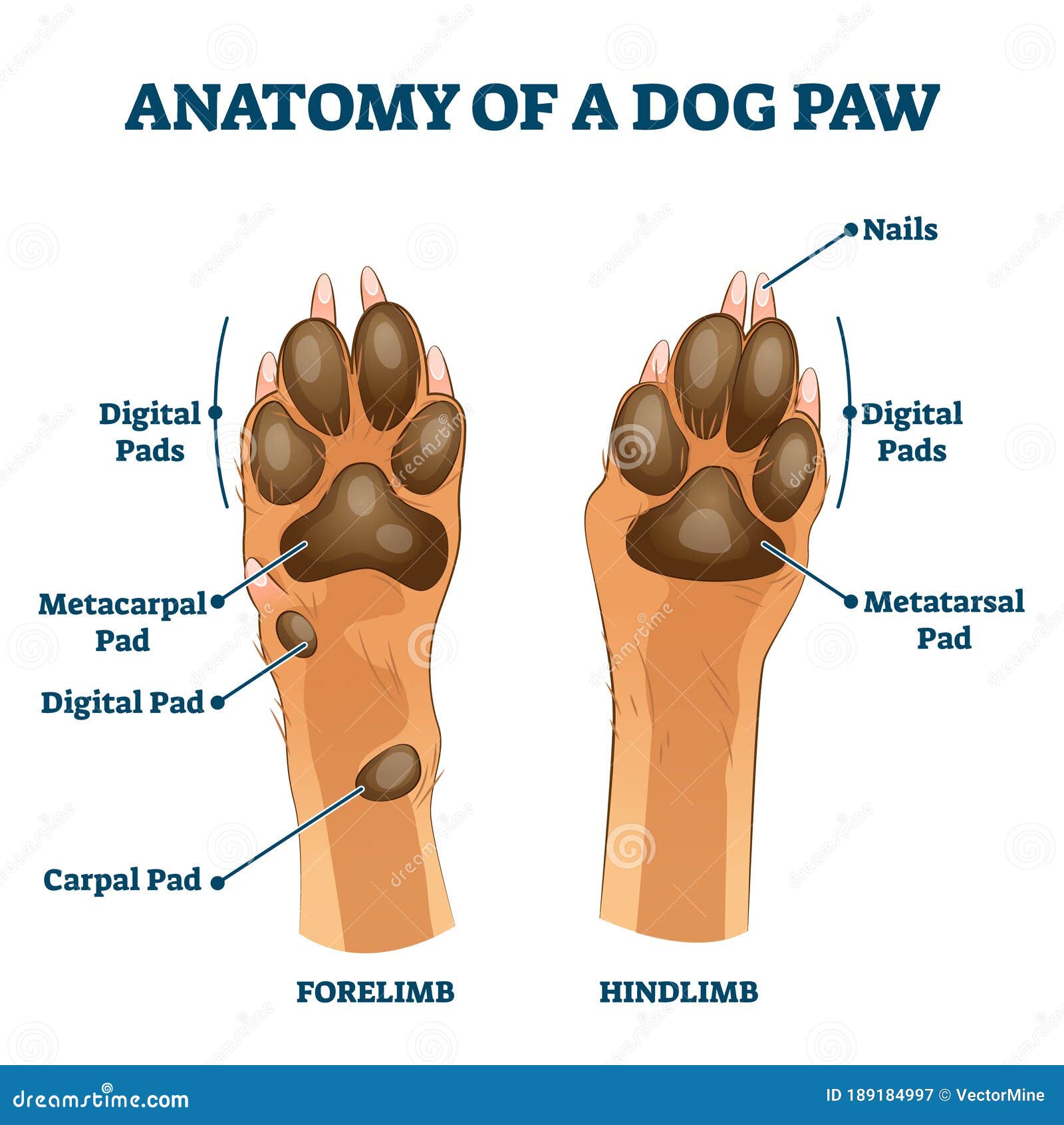 Anatomy of Dog Paw Structure Forelimb and Hindlimb Vector Illustration Stock Vector - of explanation, outside:
