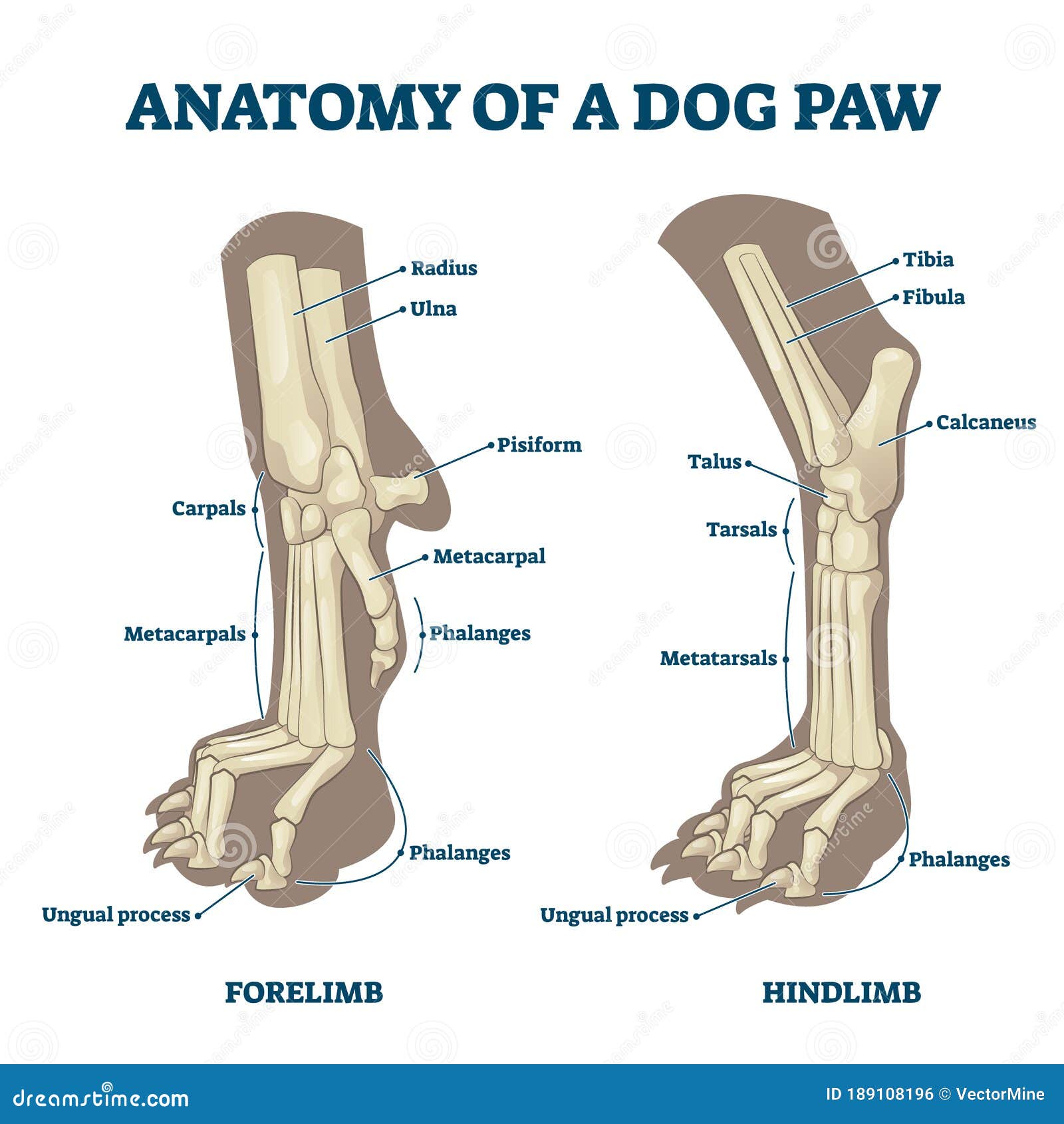 Anatomy Of Dog Paws With Forelimb And Hindlimb Bones Vector