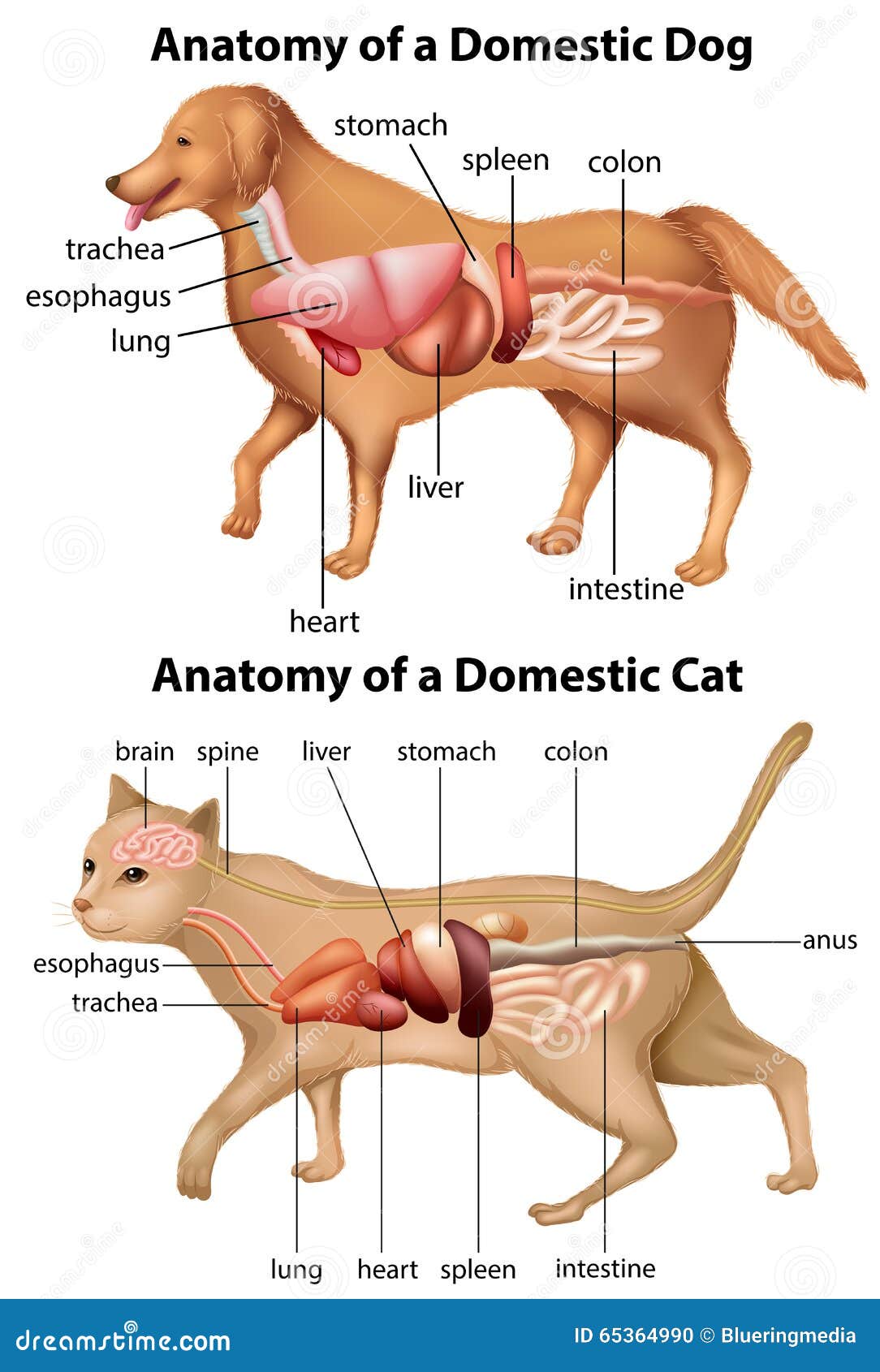 Anatomy Anatomy