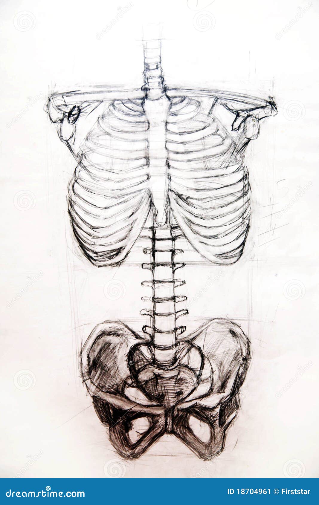 Contour Vector Outline Drawing of Human Spine Skeleton Stock Vector   Illustration of black human 190114705