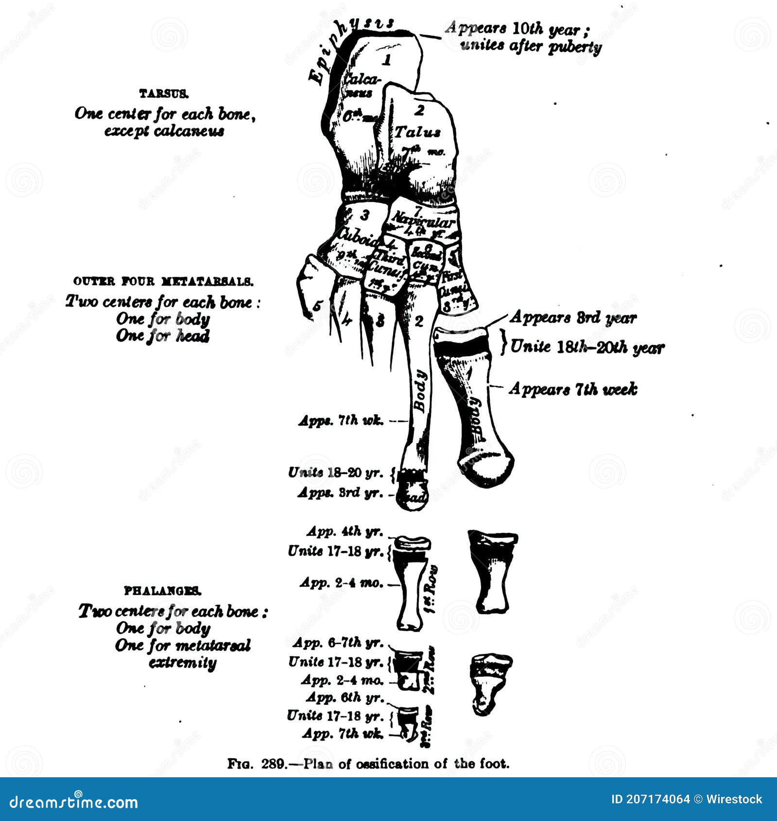 Anatomy Drawing and Text of the Plan of Ossification of the Foot, from the 19th Century Stock