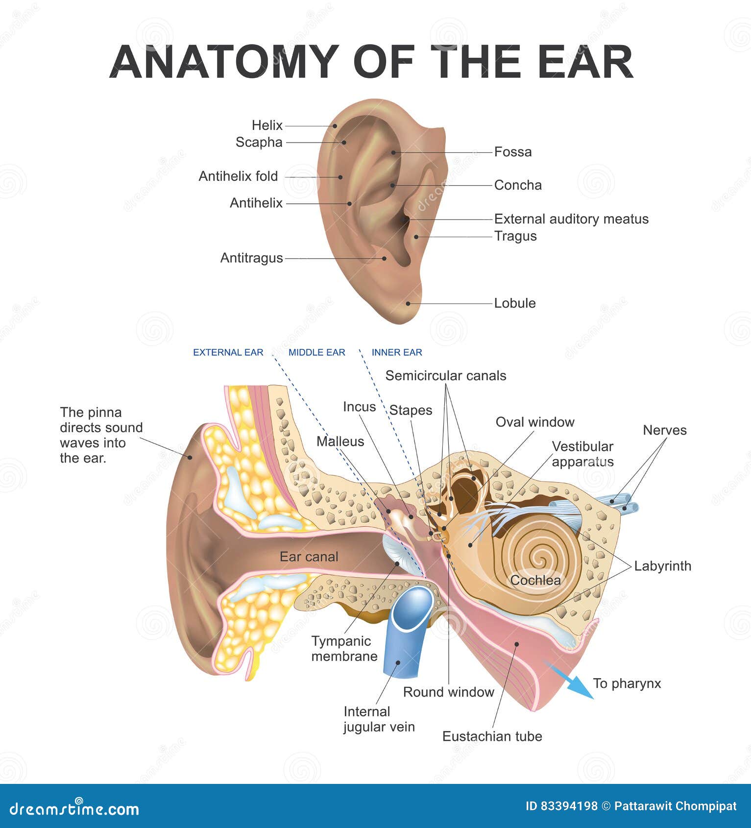 Anatomy of the Ear. Vector Design. Stock Illustration Illustration of