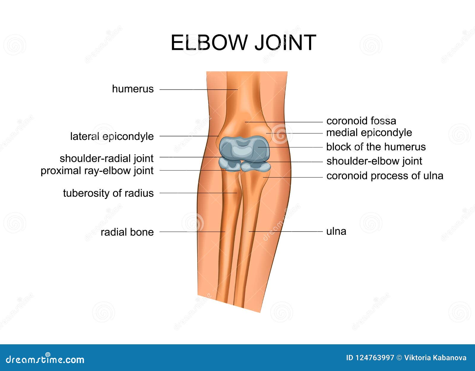 elbow anatomy