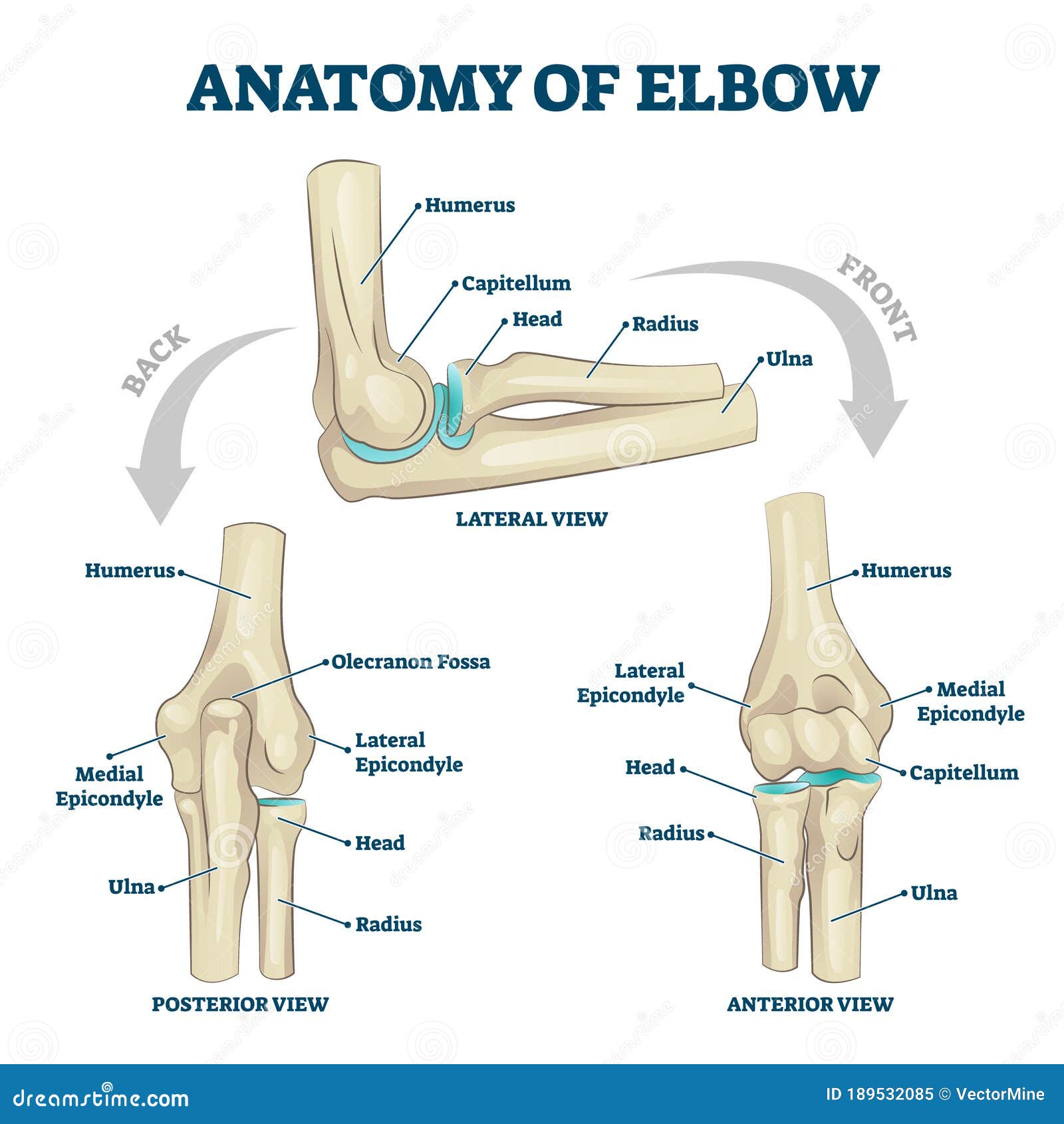 anatomy of elbow skeletal bone structure labeled scheme  