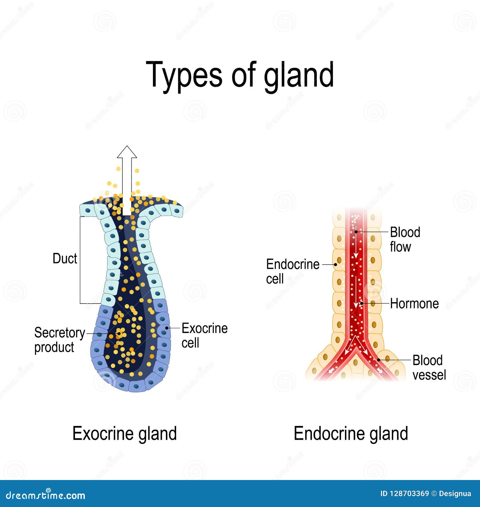 anatomy of an endocrine and exocrine glands.
