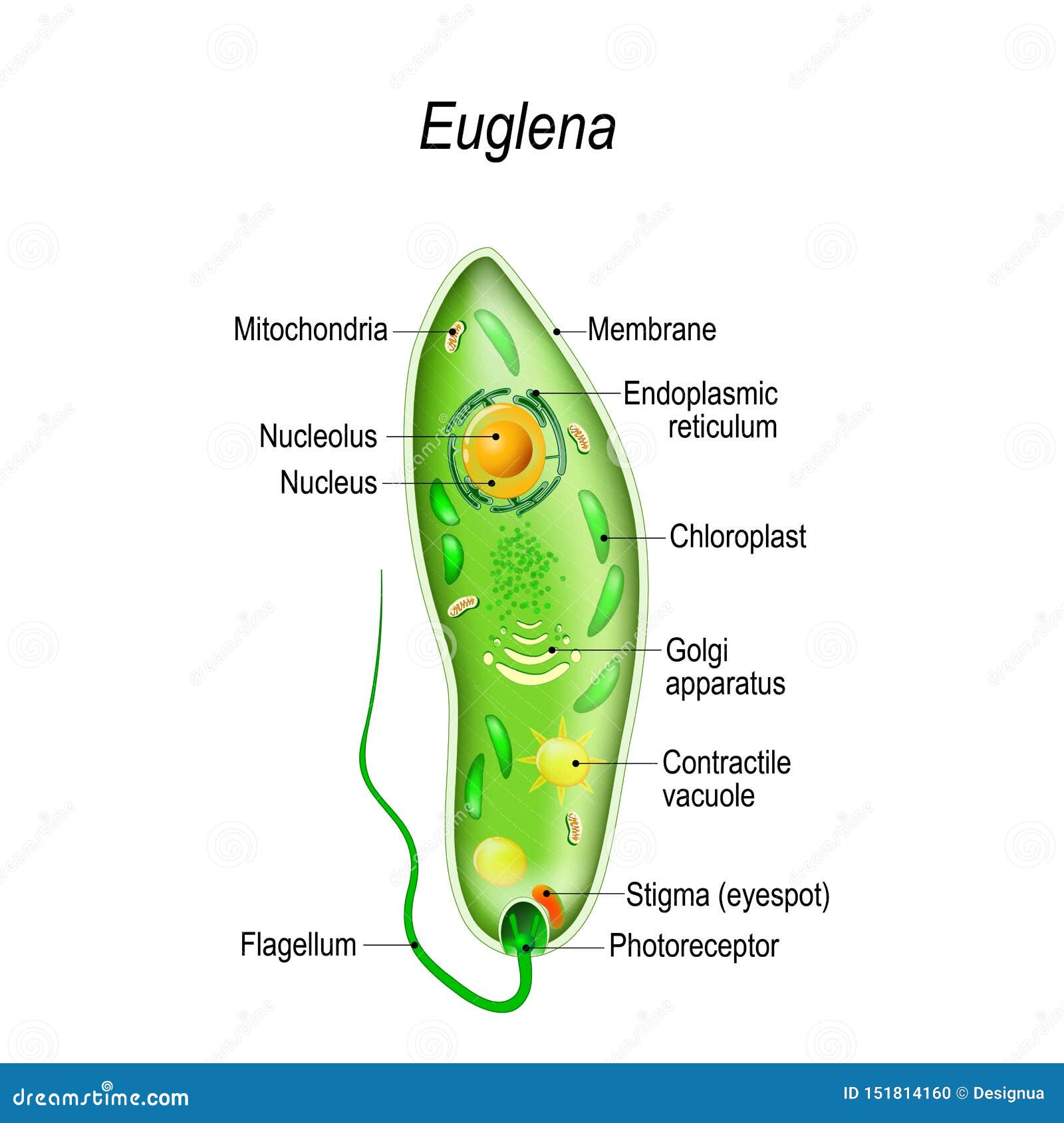 Euglena Cartoons, Illustrations & Vector Stock Images - 110 Pictures to