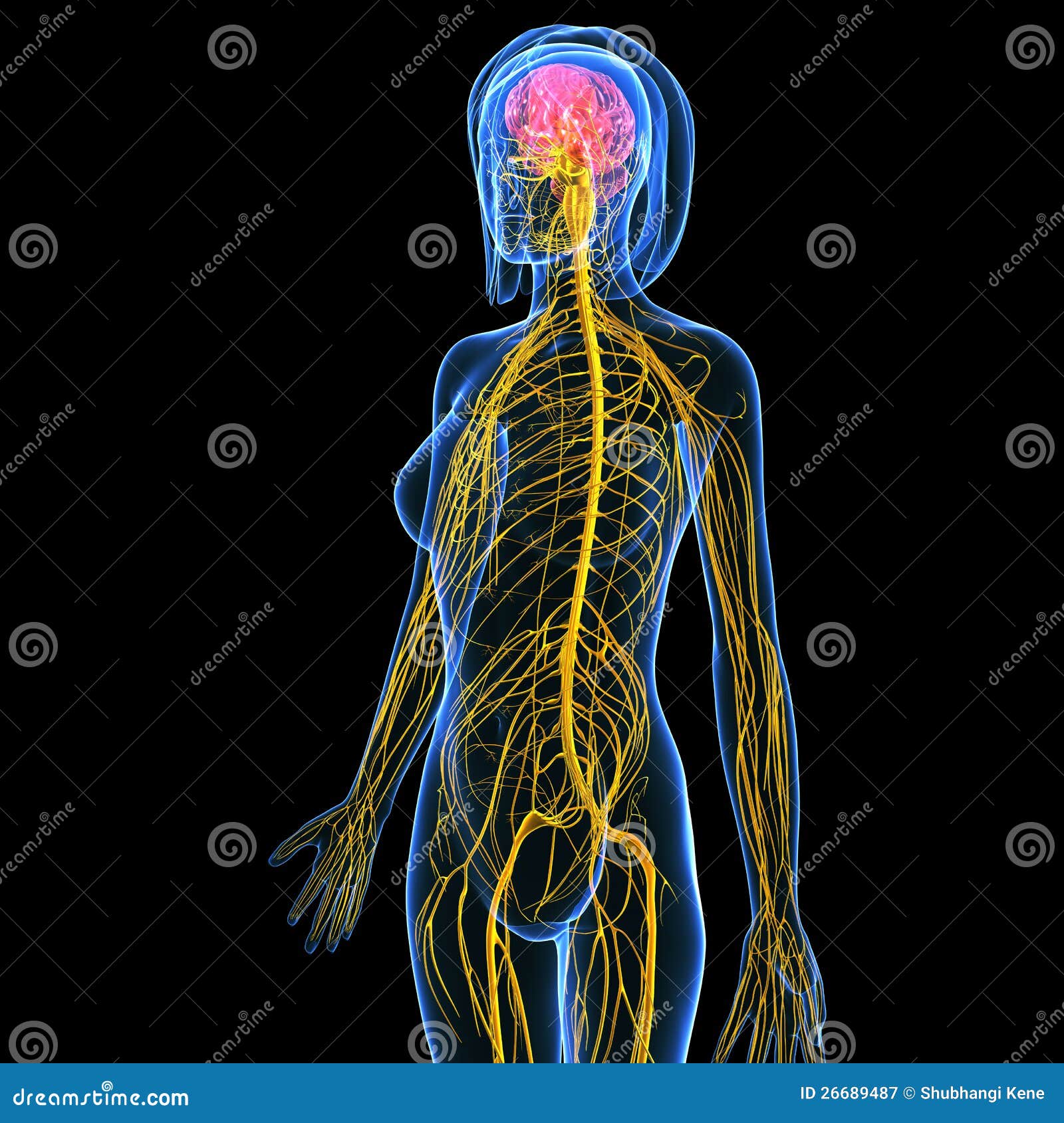 Anatomy Of Female Body Nervous System With Brain Royalty Free Stock